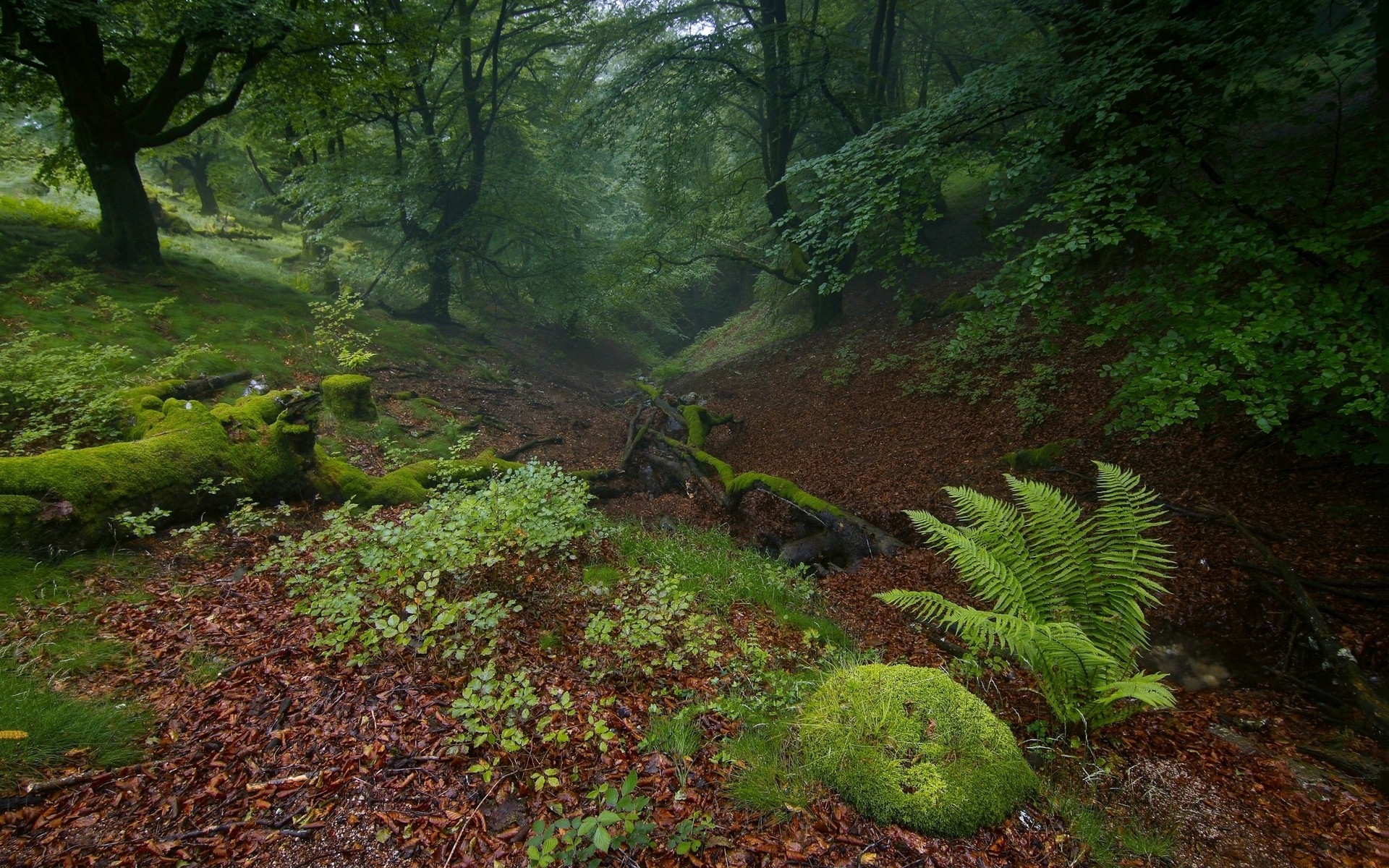 Old dark forest with fog in overcast weather
