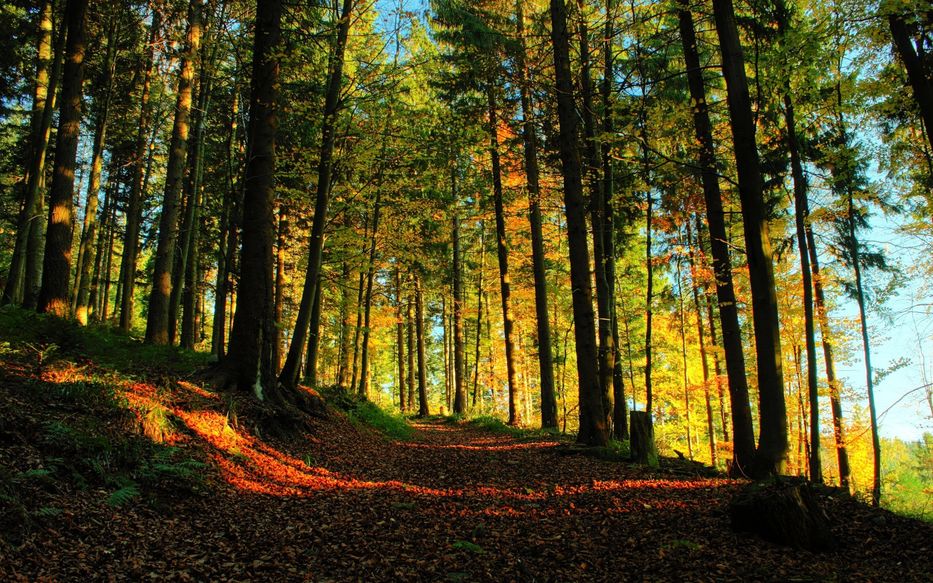 Бесплатное фото Лесной массив осенью