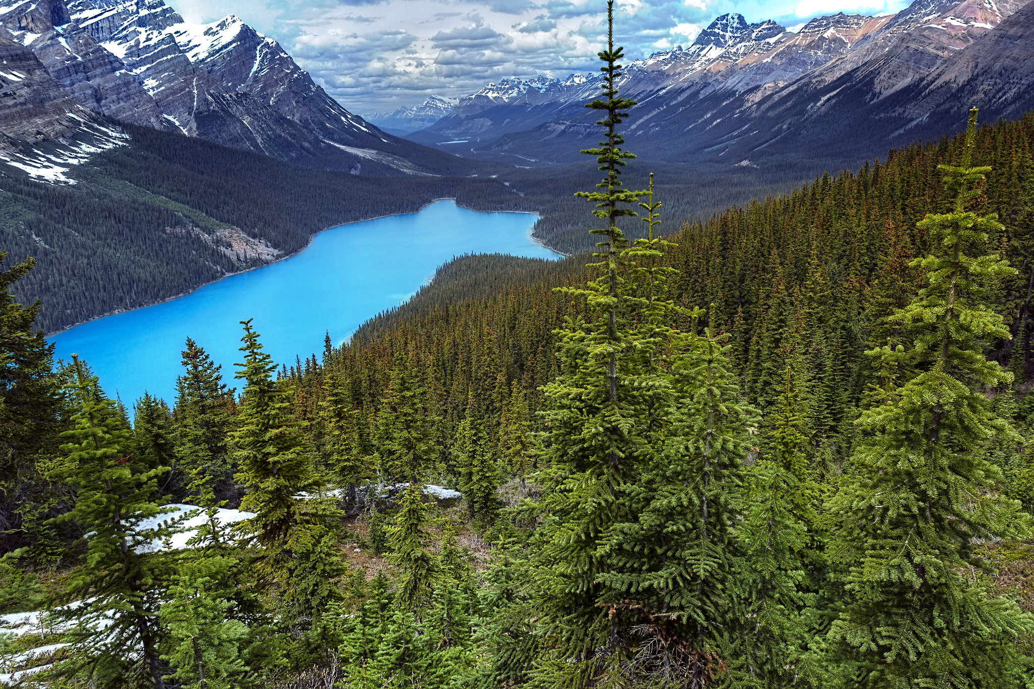 Wallpapers coniferous forest landscapes peyto lake on the desktop