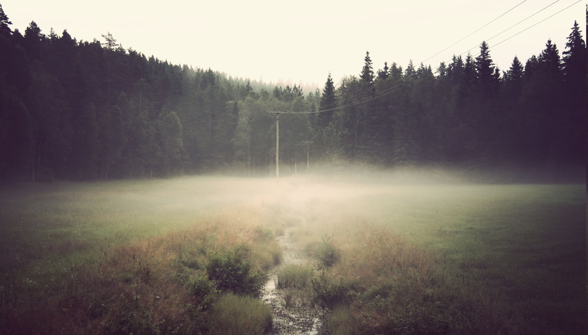 Обои лес явление вечер на рабочий стол