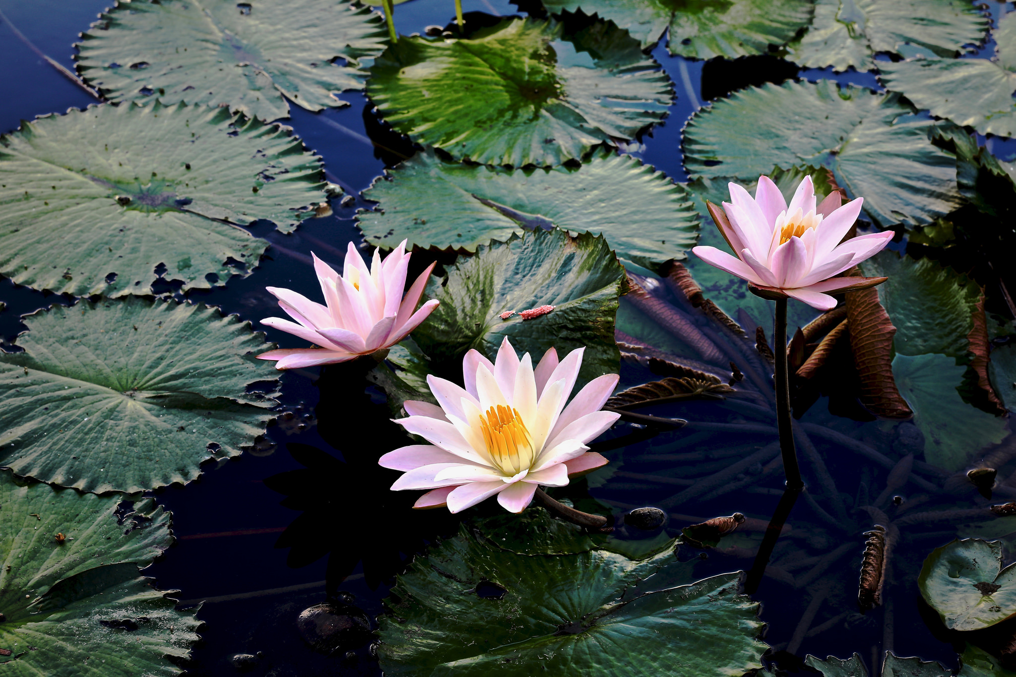 Wallpapers water beauty flowers body of water on the desktop