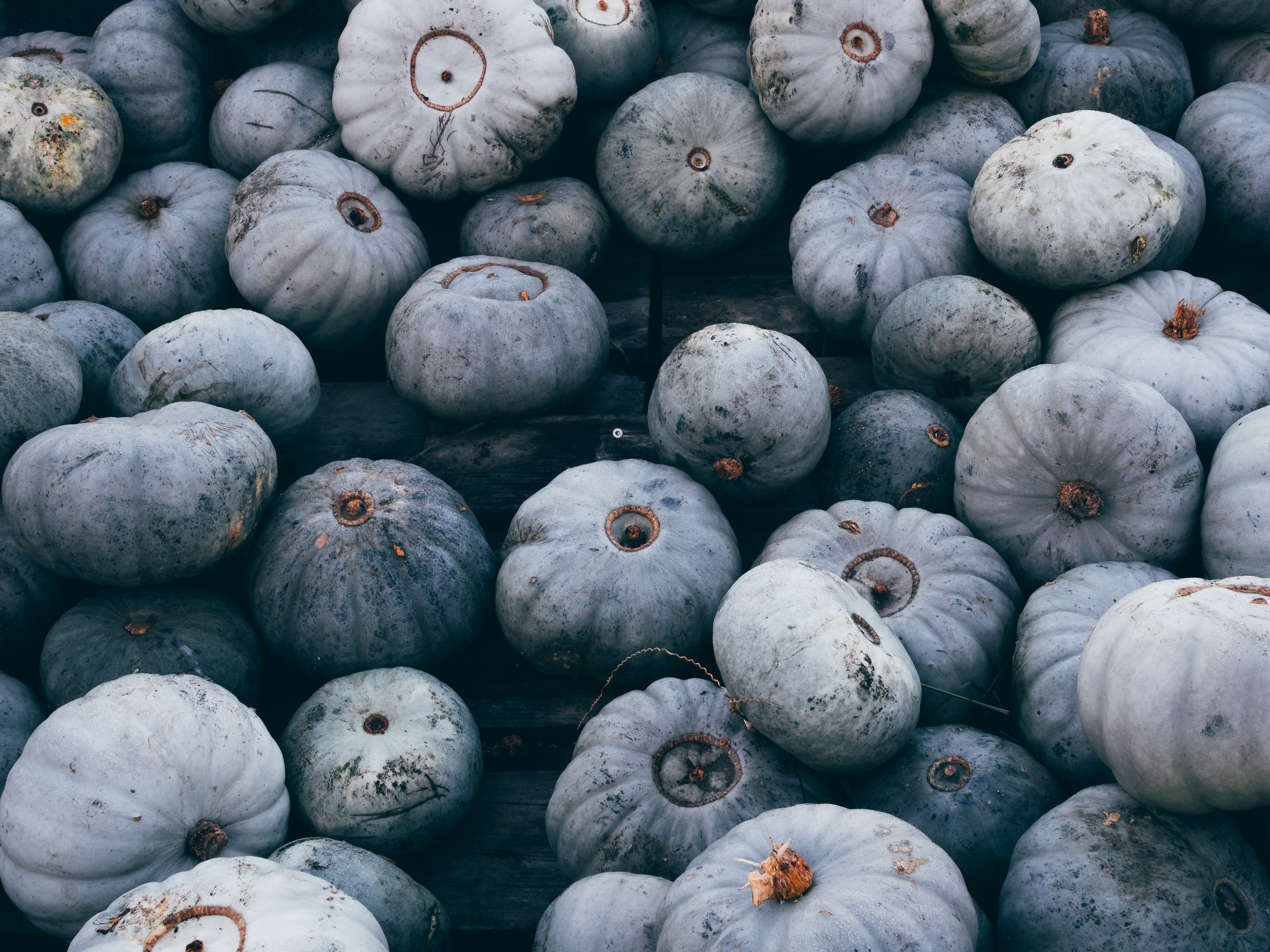 Wallpapers food blue pumpkins Halloween on the desktop