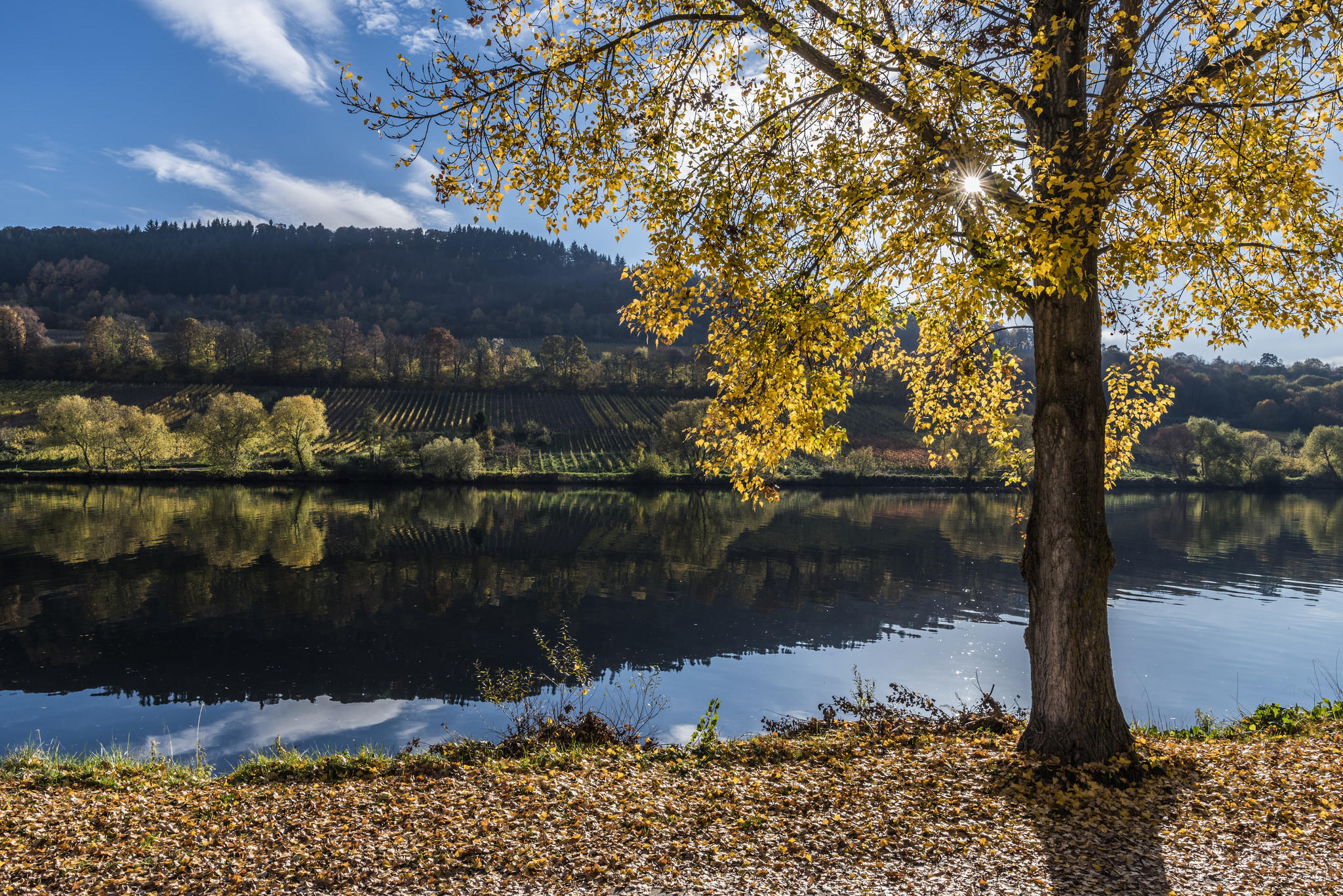 Wallpapers river yellow foliage trees on the desktop