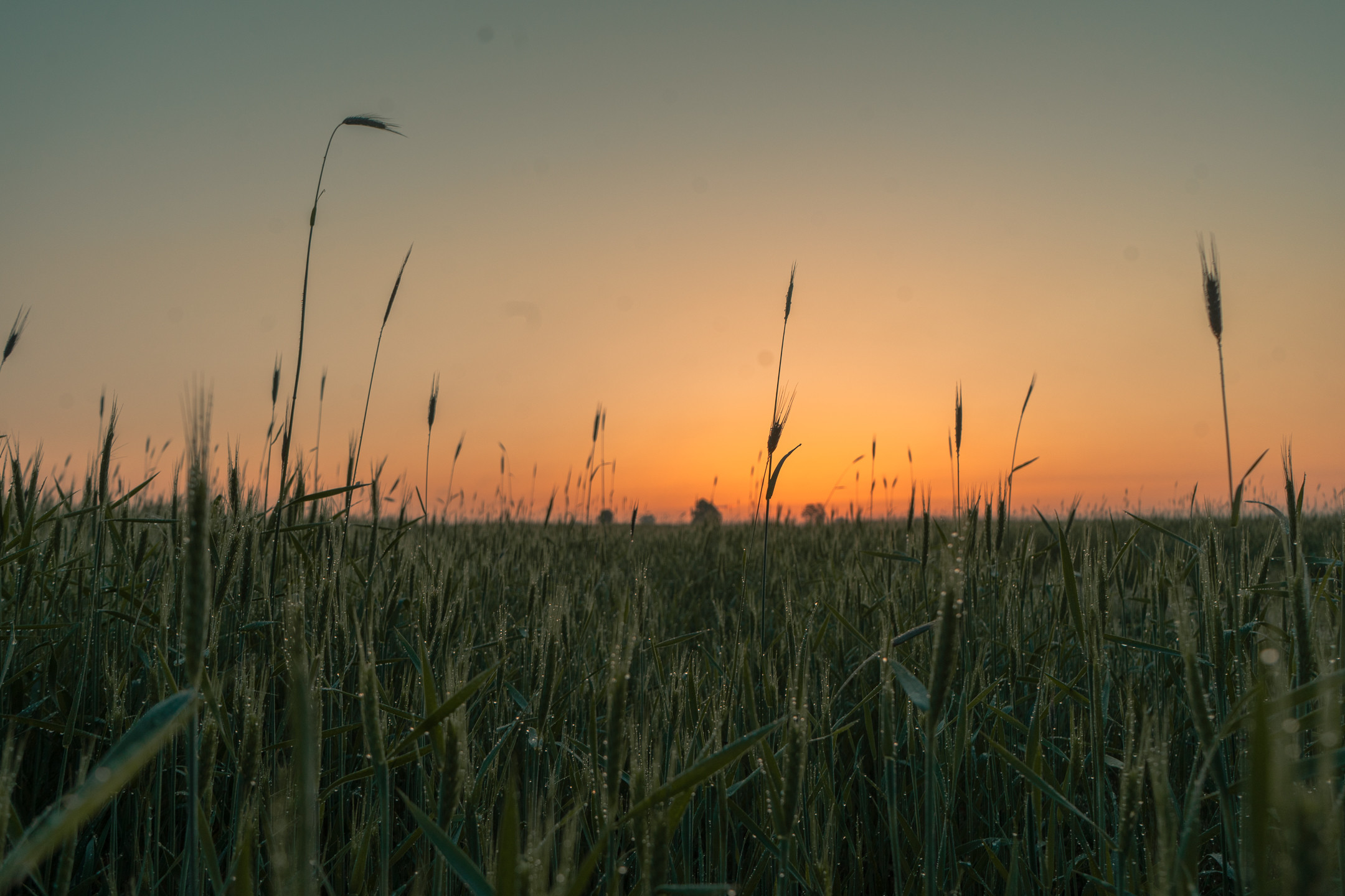 Morning grass with dew at sunrise