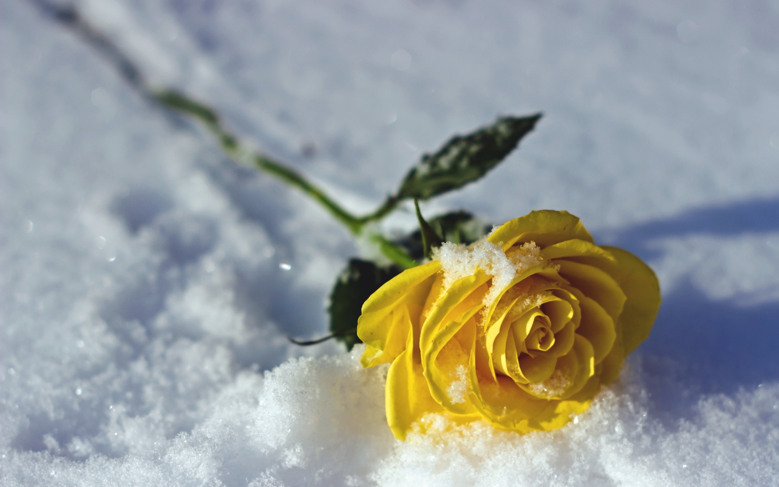 Wallpapers yellow rose snow winter on the desktop