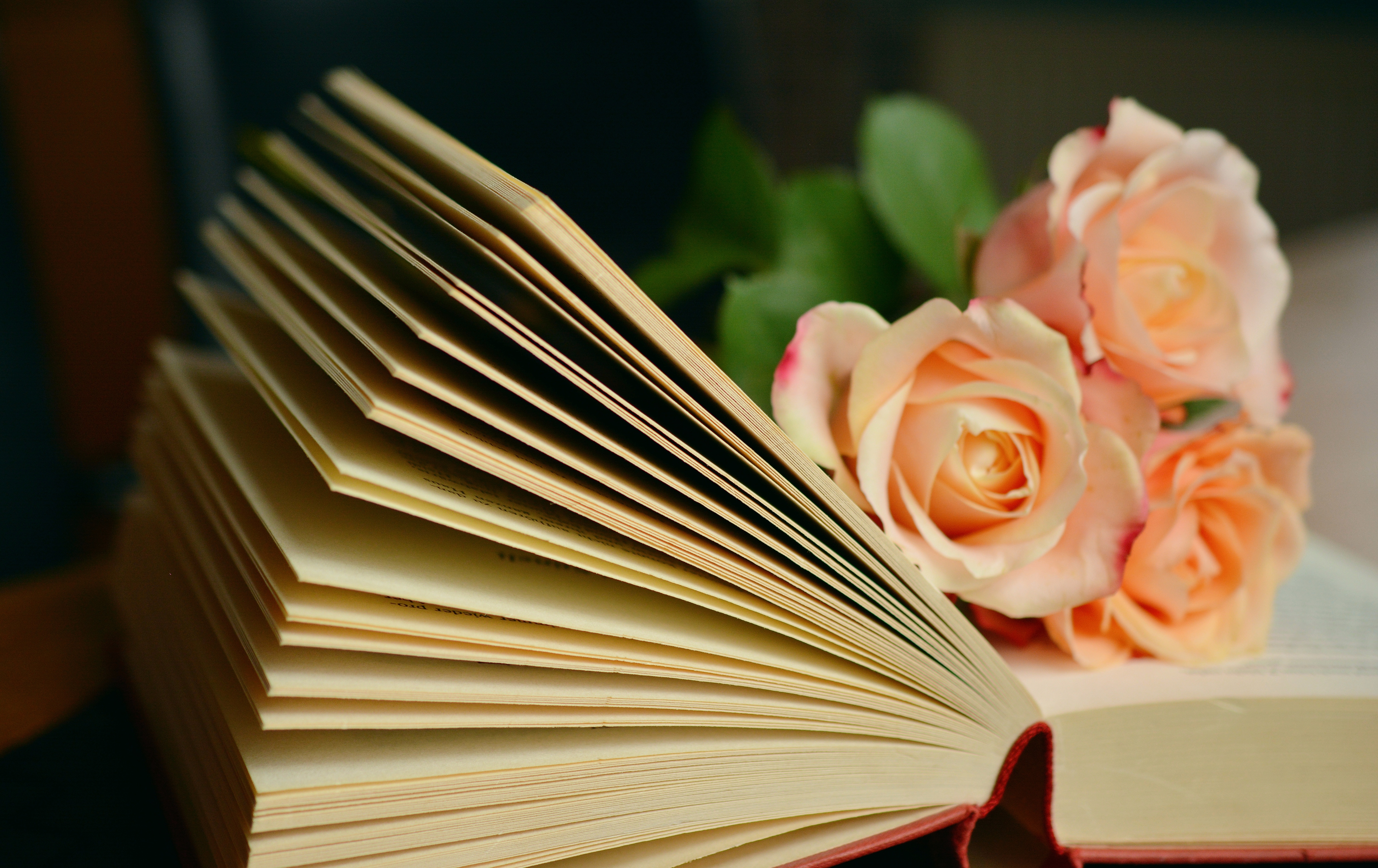 Wallpapers book read flower on the desktop