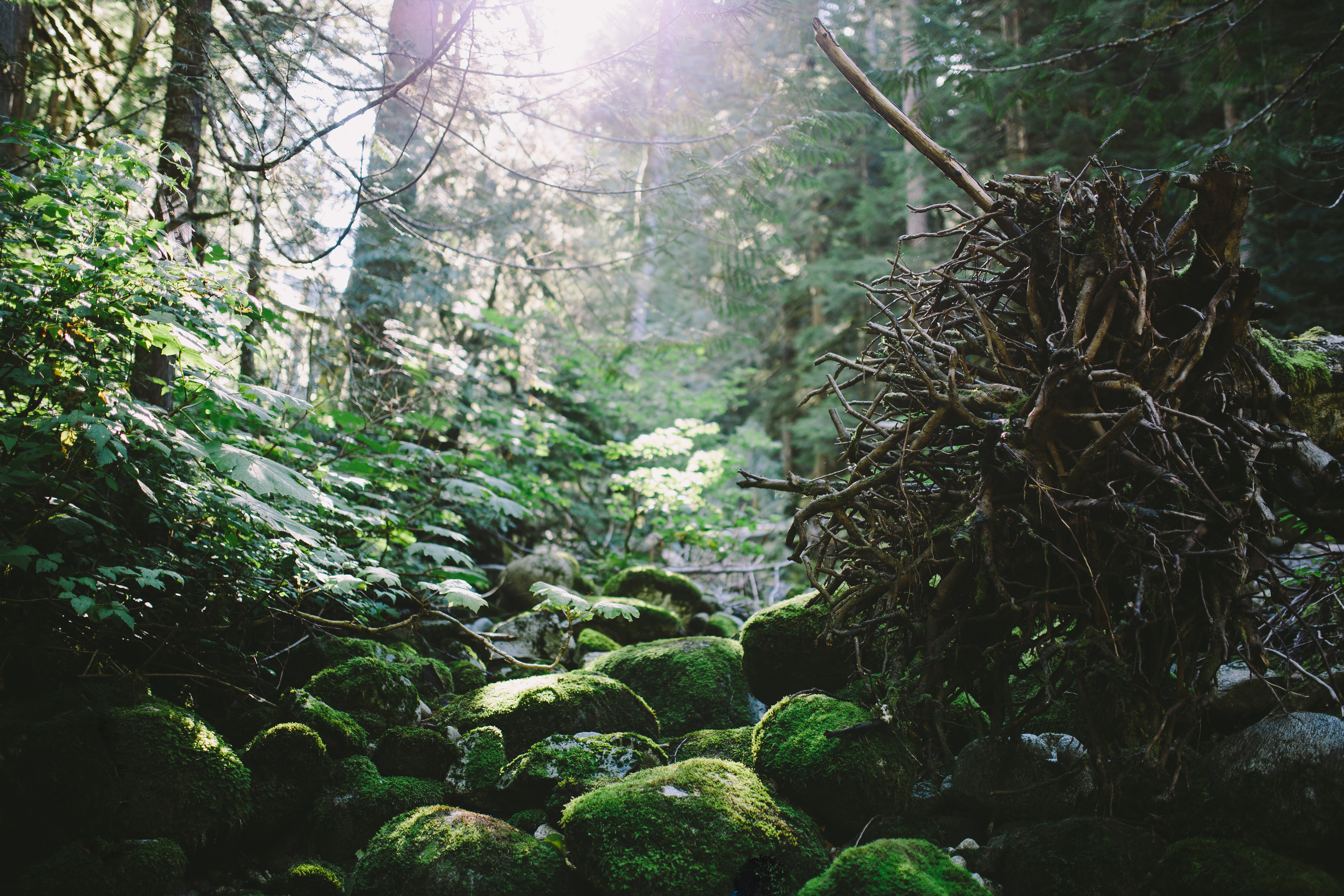 森林中长满苔藓的岩石