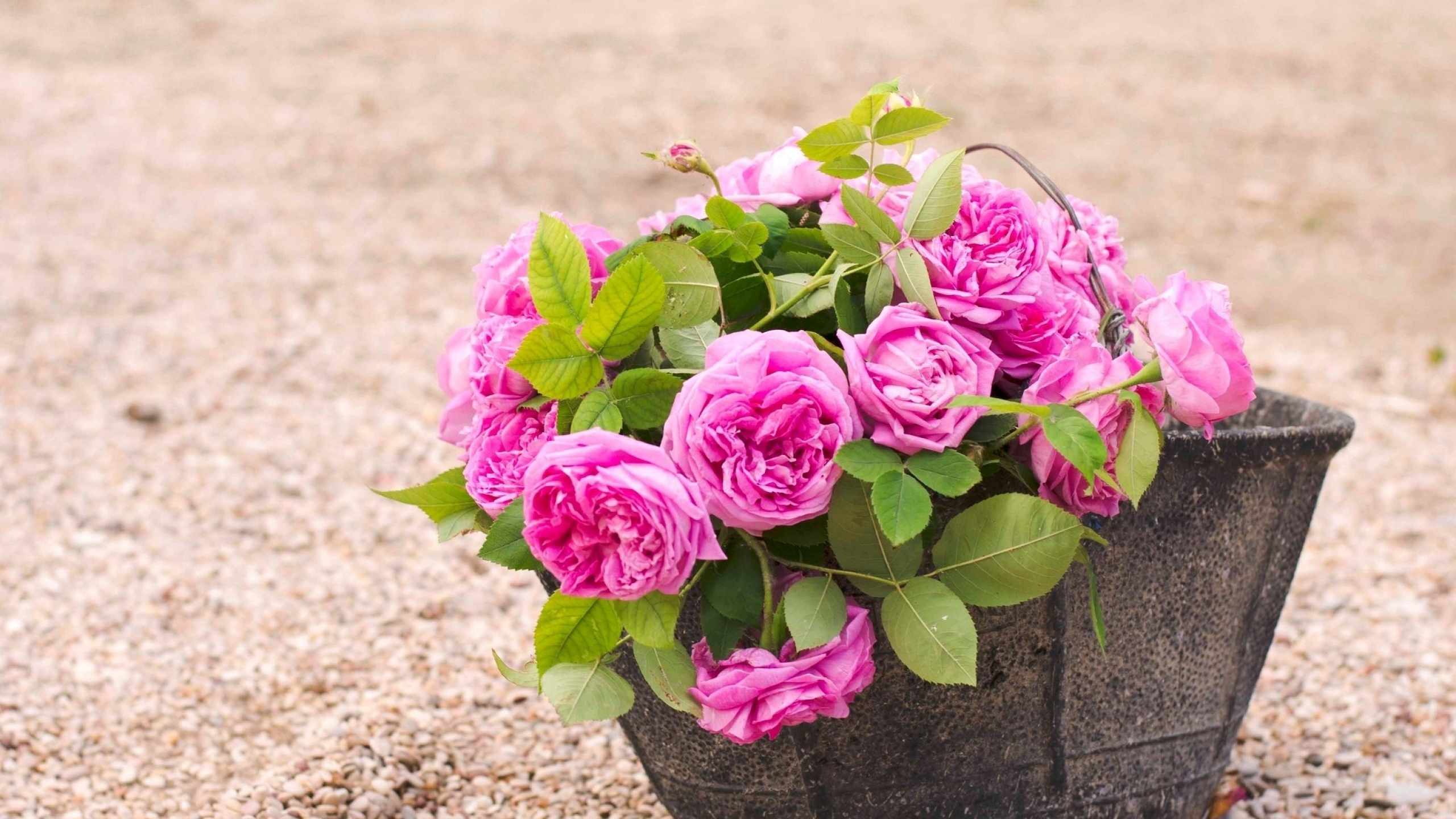 Free photo A basket of pink flowers