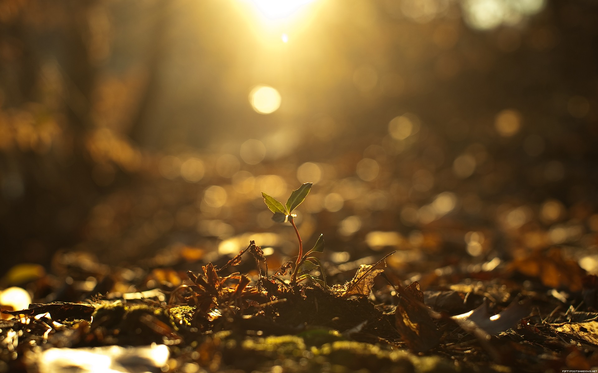 Wallpapers sunlight fall depth of field on the desktop