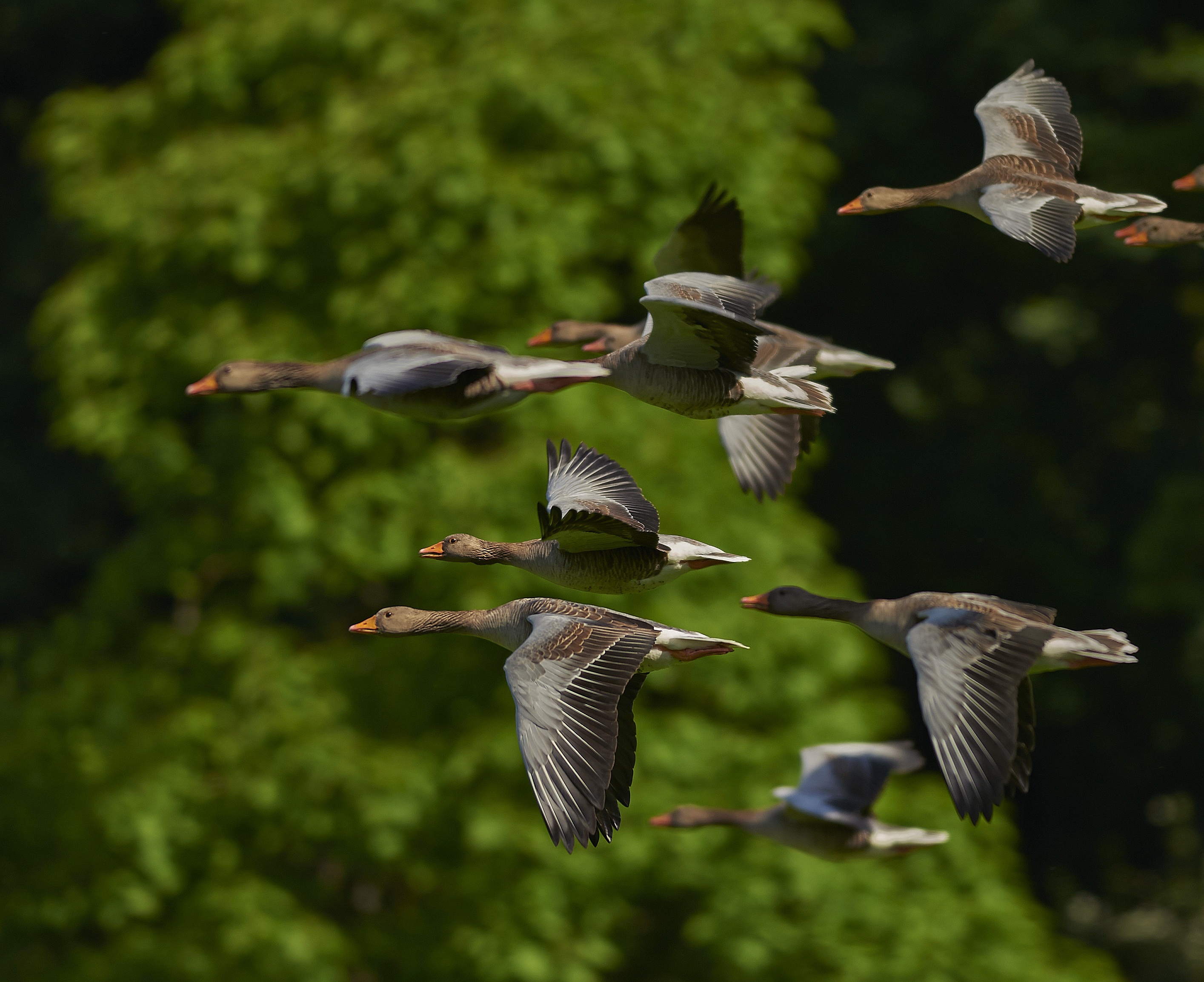 Free photo A flock of Canada geese