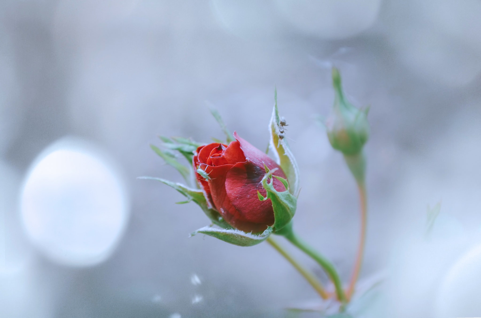 Free photo Blossoming rose