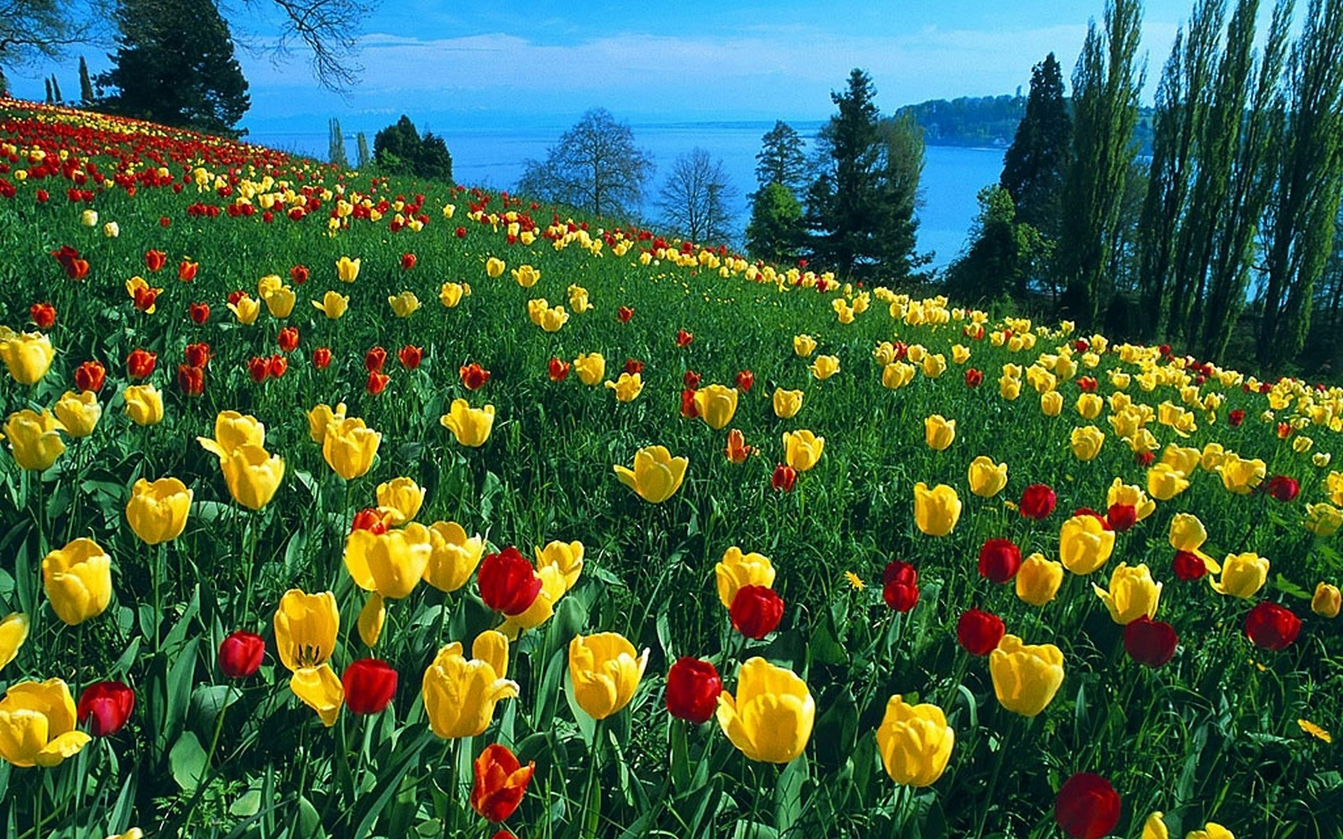 Wallpapers mountain glade tulips on the desktop