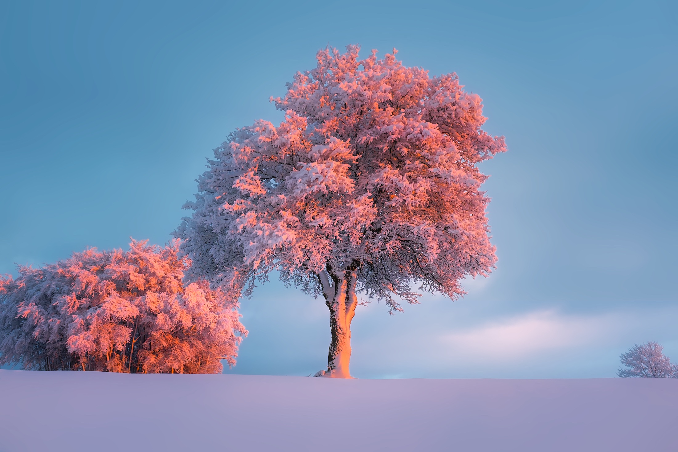 Free photo Snow field with trees