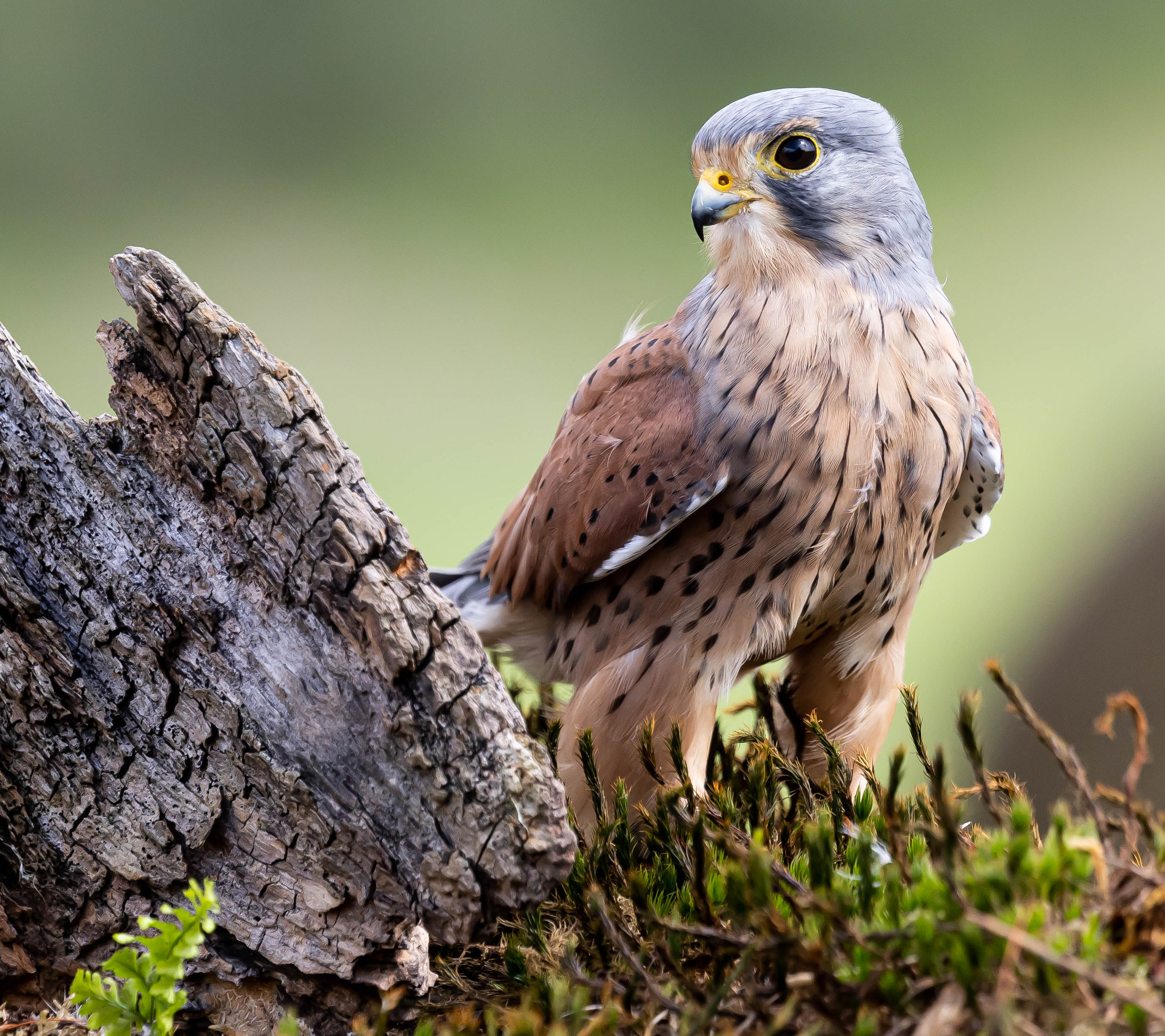 Free photo A kestrel sits in a tree