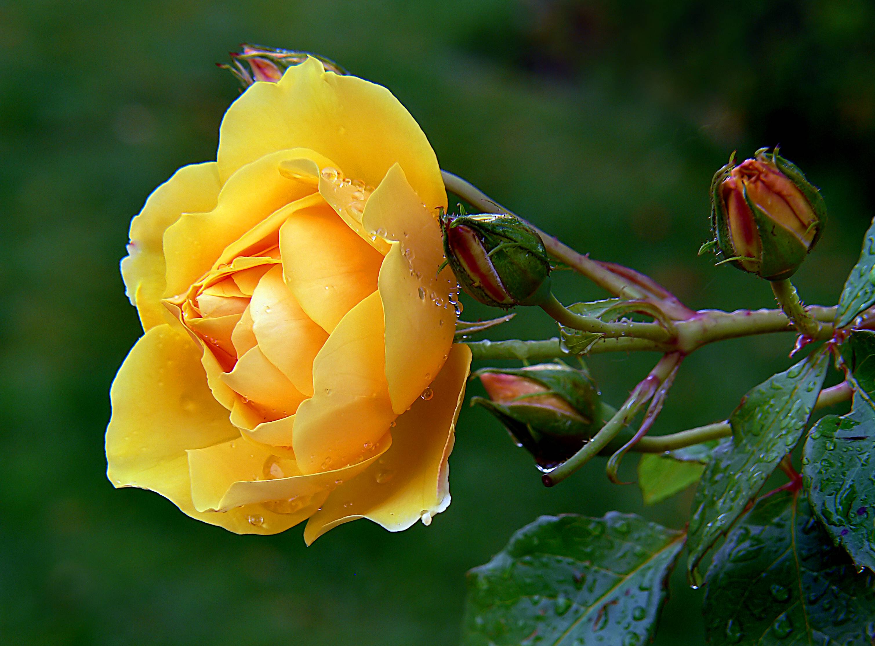 Wallpapers rose roses yellow flowers on the desktop