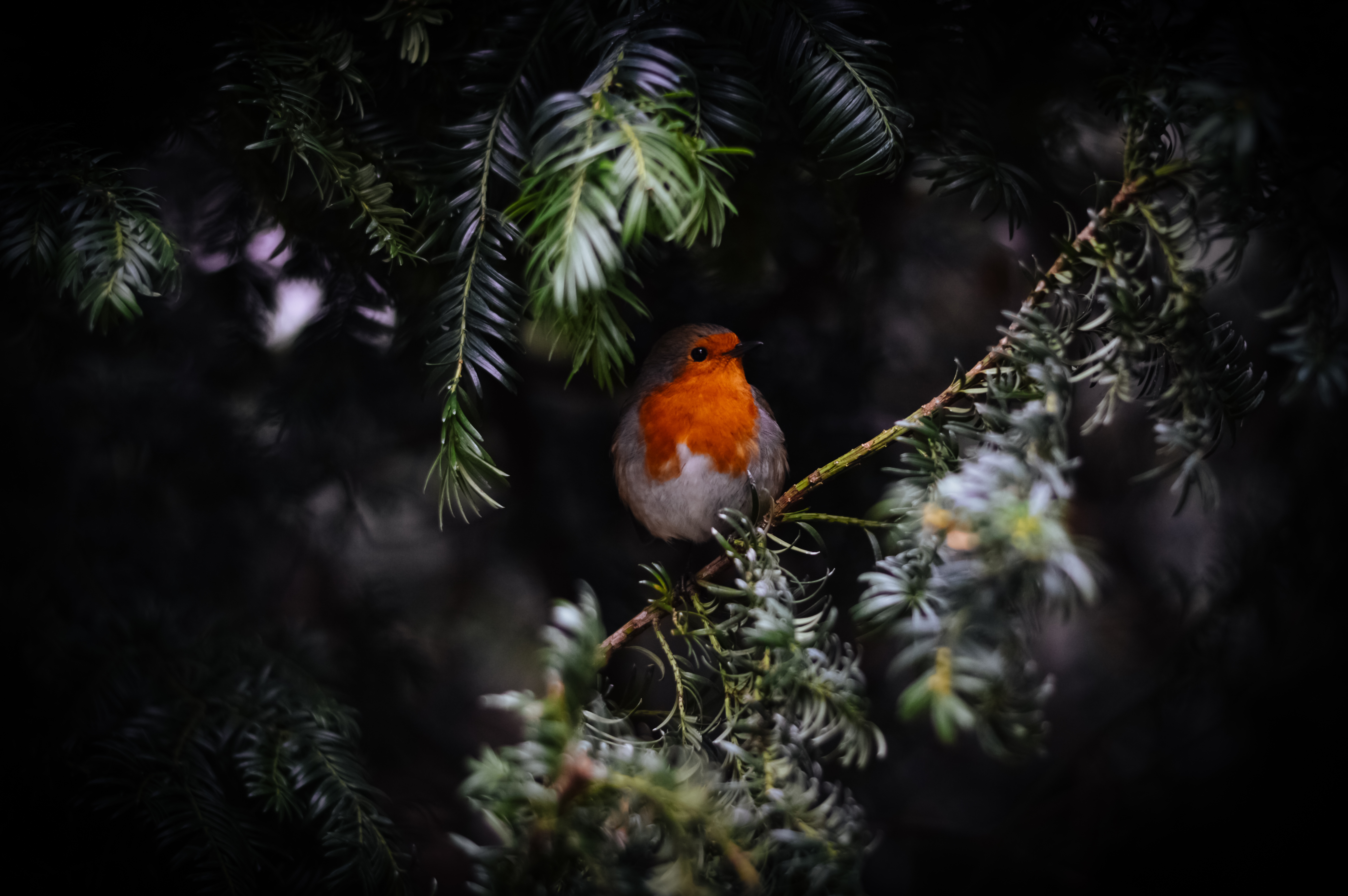 Free photo The bird with the orange breast is called an old world flycatcher