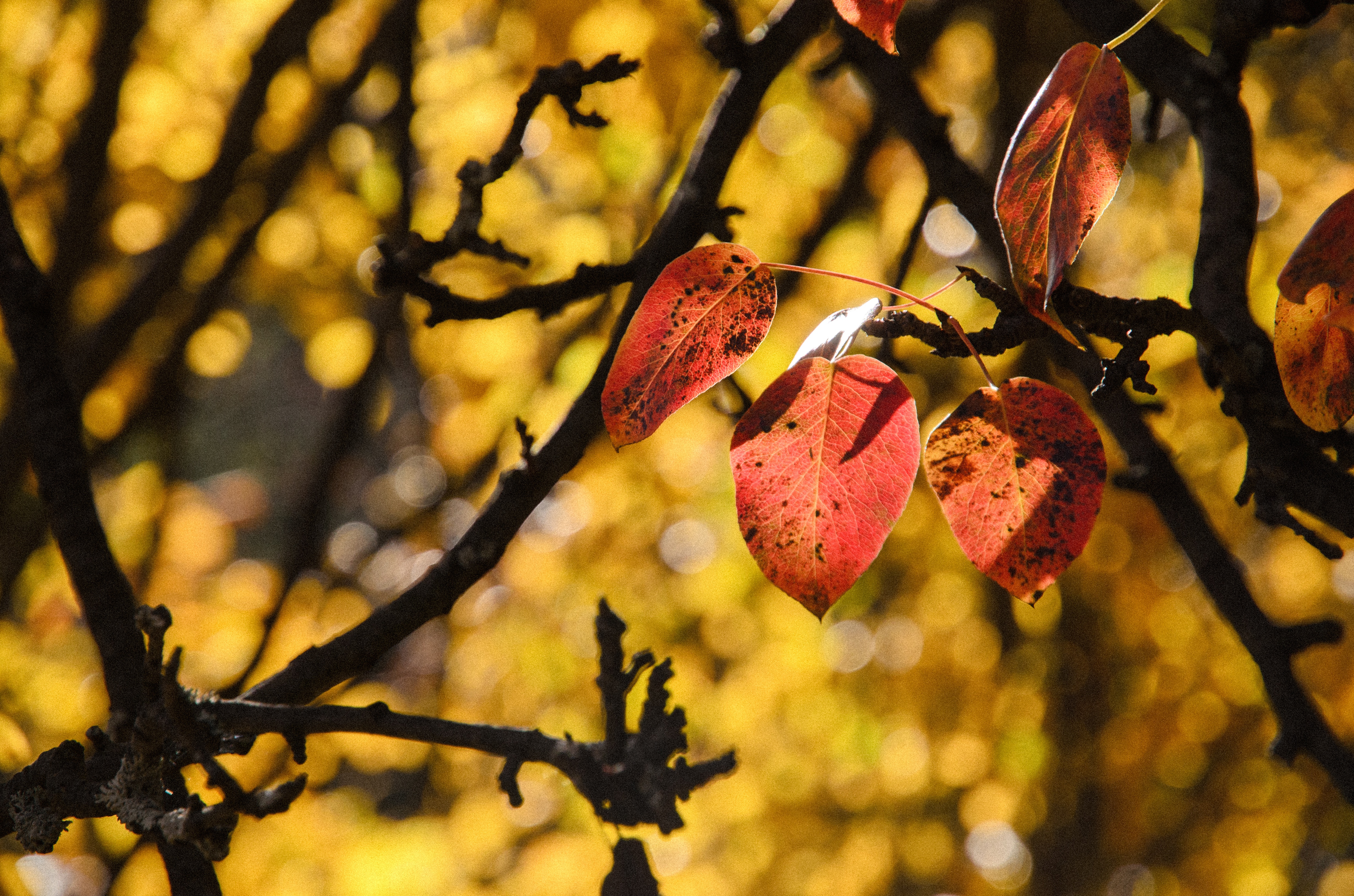 Free photo Red fall leaves on a branch.