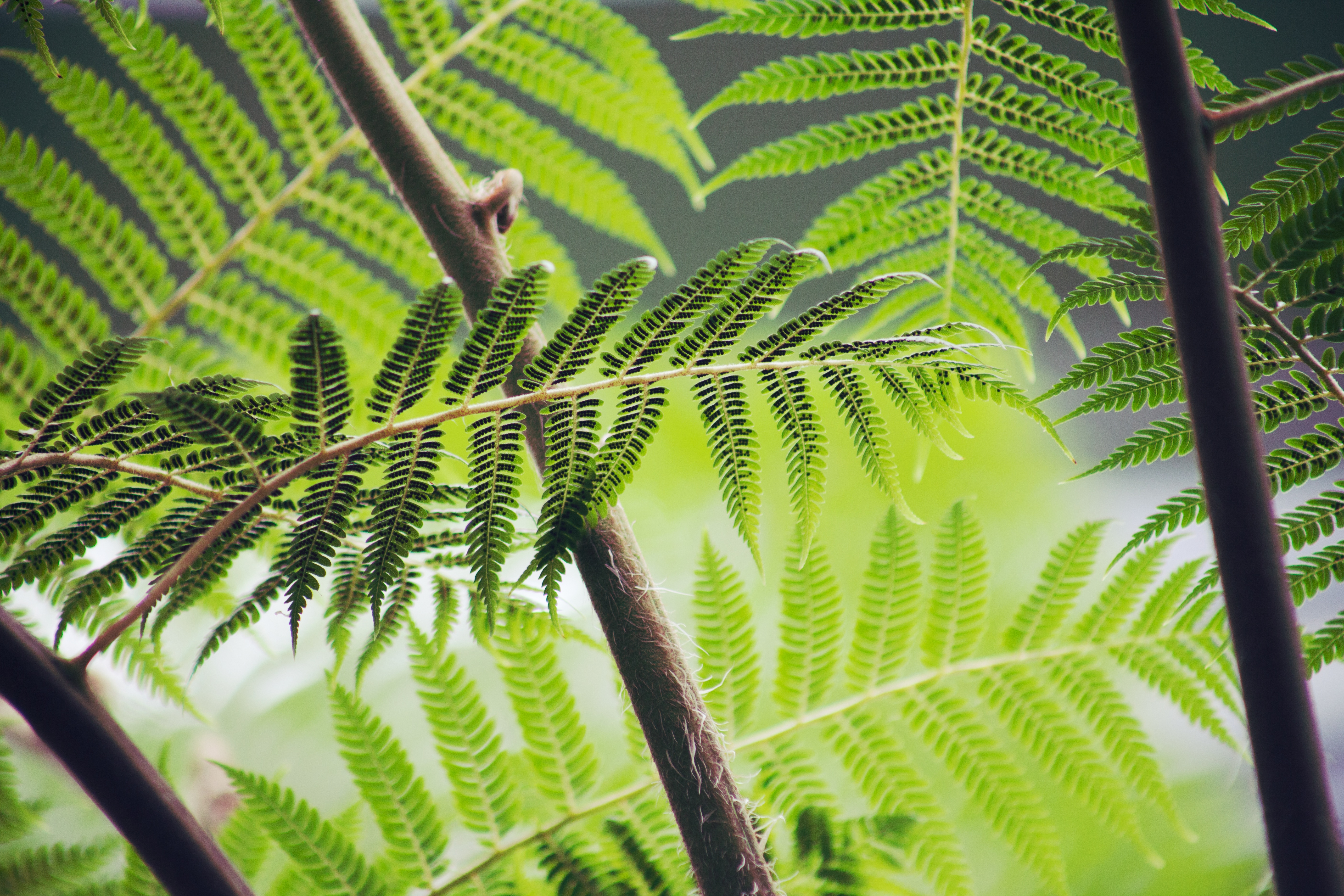 Free photo Green fern sprigs