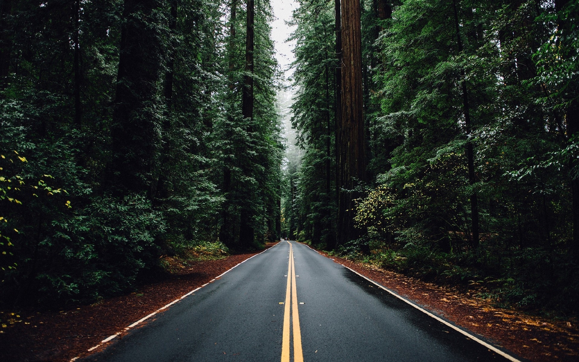 Wallpapers wallpaper road sign picturesque forest on the desktop