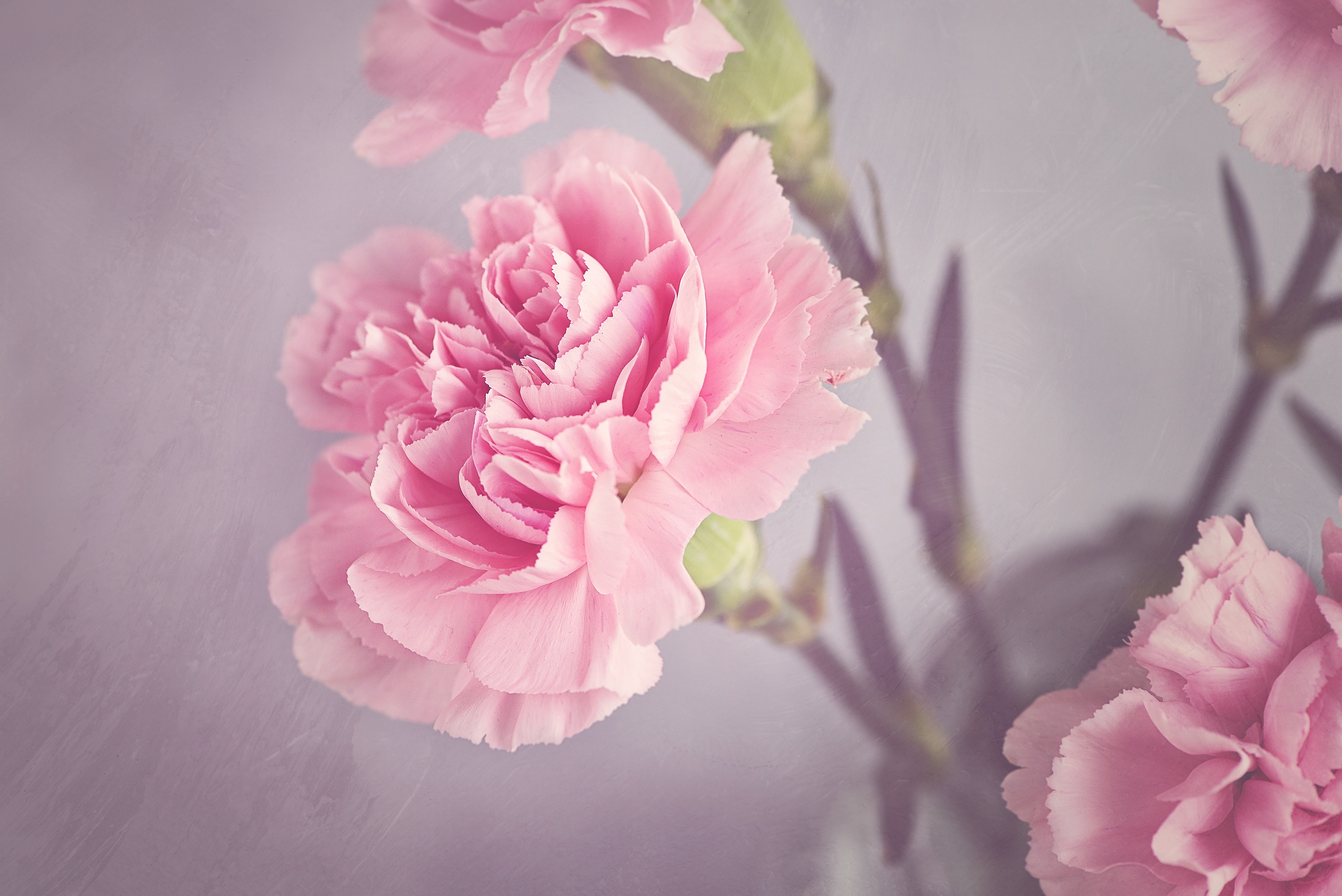 桌面上的壁纸花 栽种 花瓣
