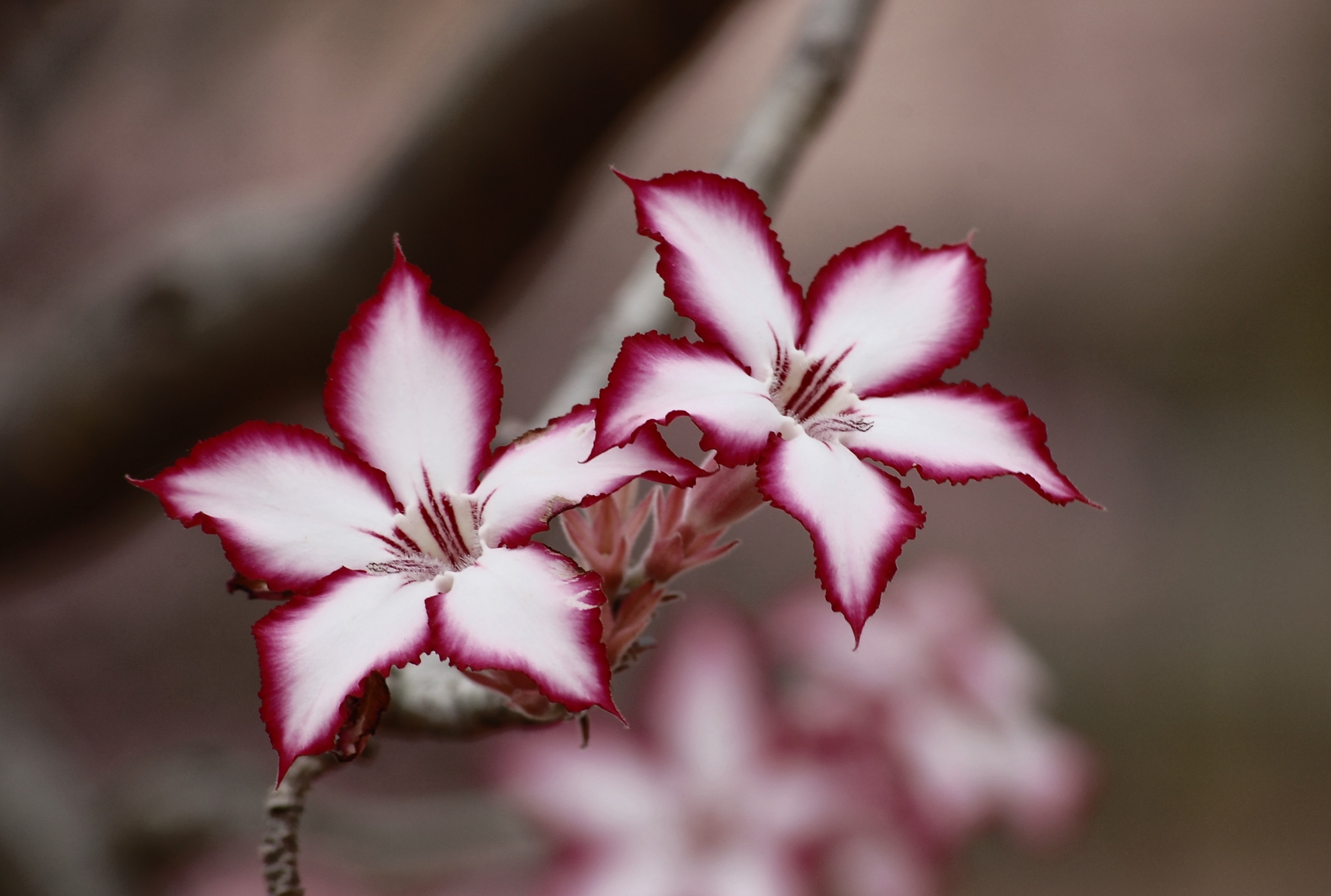 Wallpapers flower plant photos on the desktop