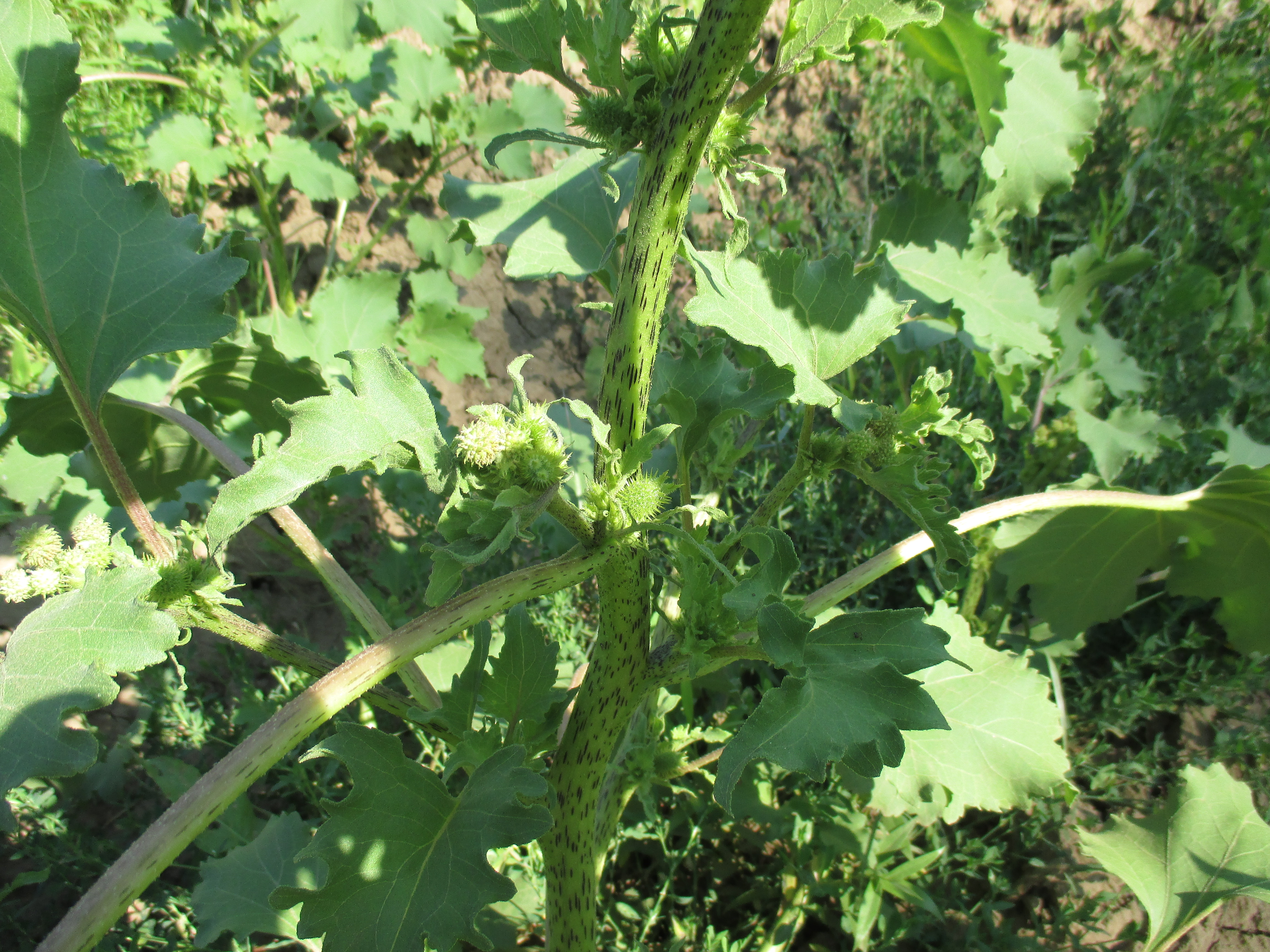 Бесплатное фото Колючки 123