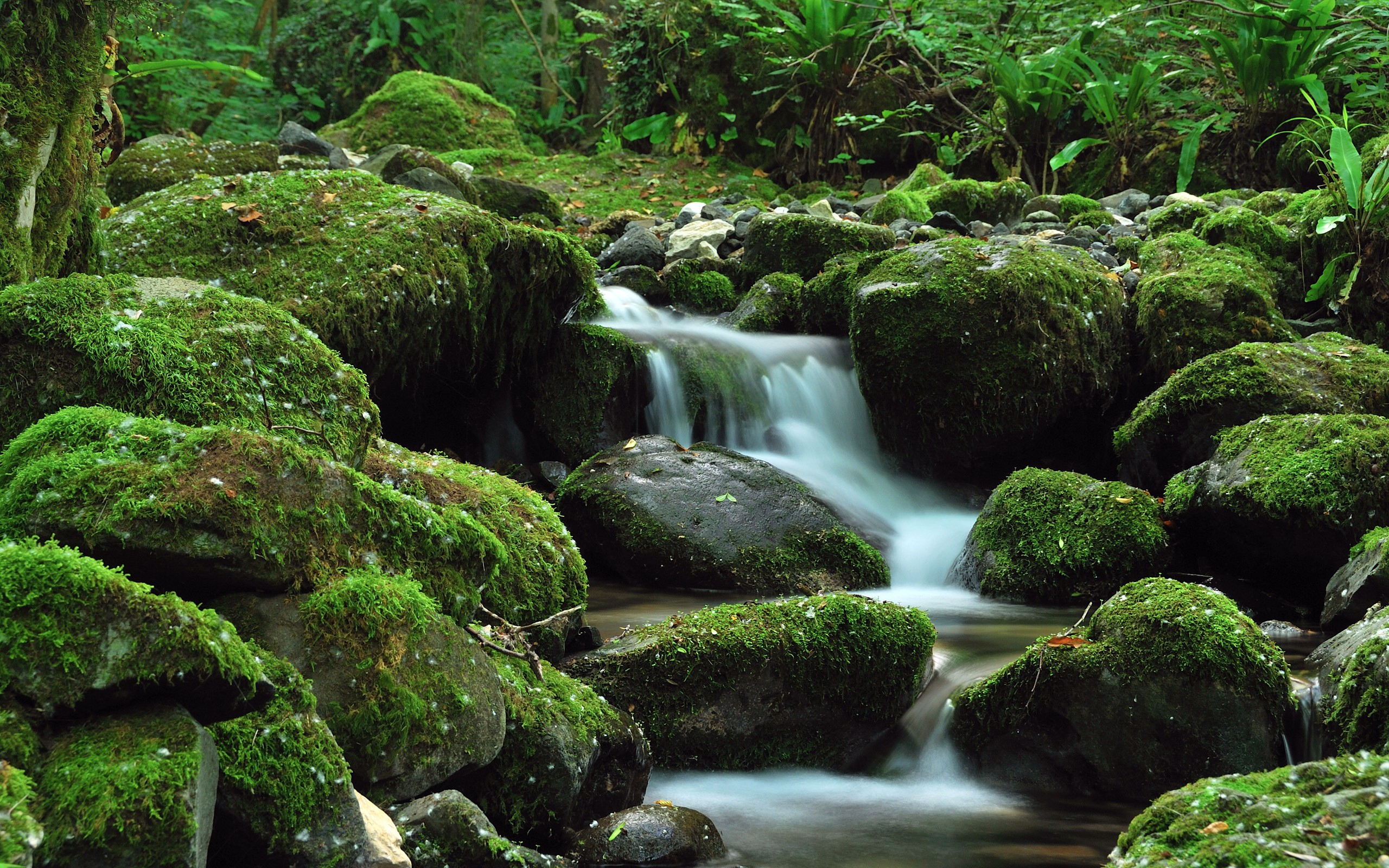 Free photo A river of moss-covered rocks