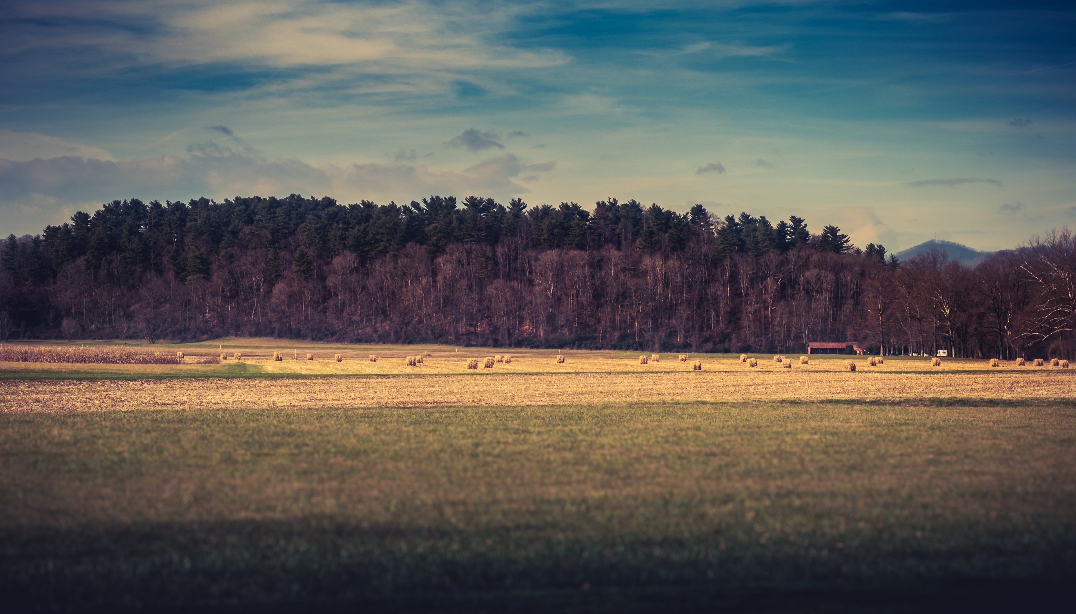 Wallpapers landscape tree nature on the desktop