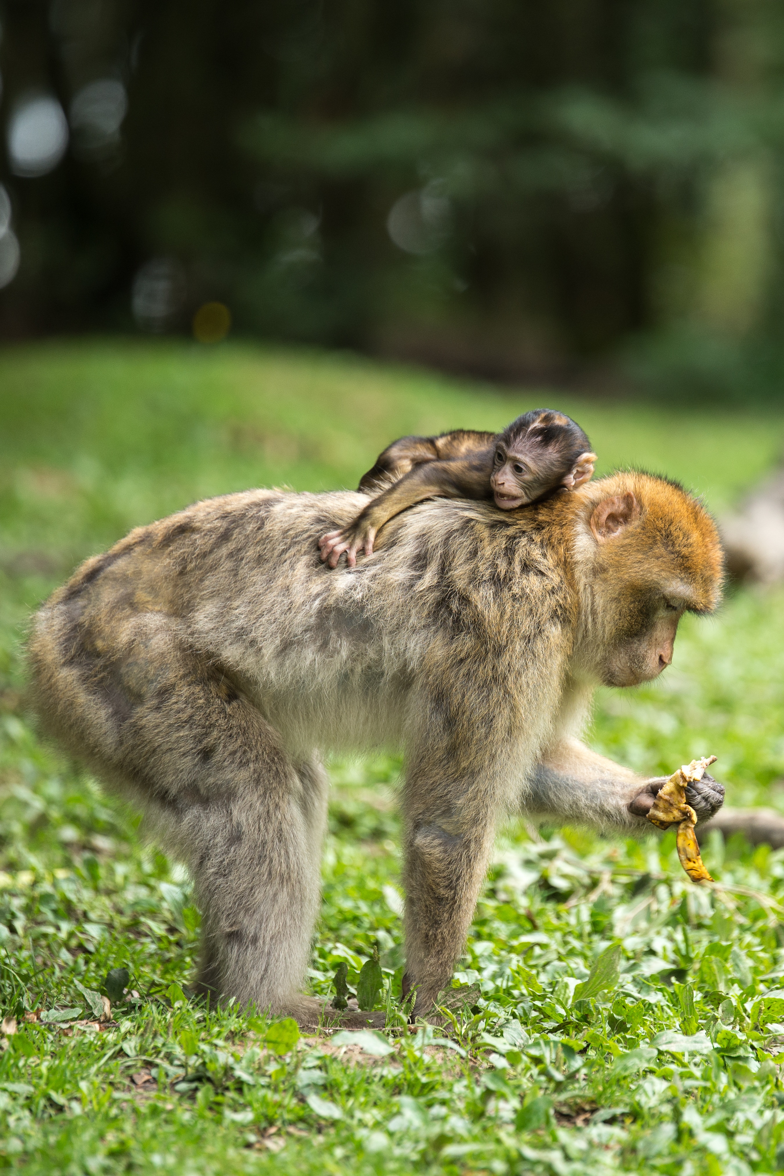 Free photo A little monkey lying on his mother`s back