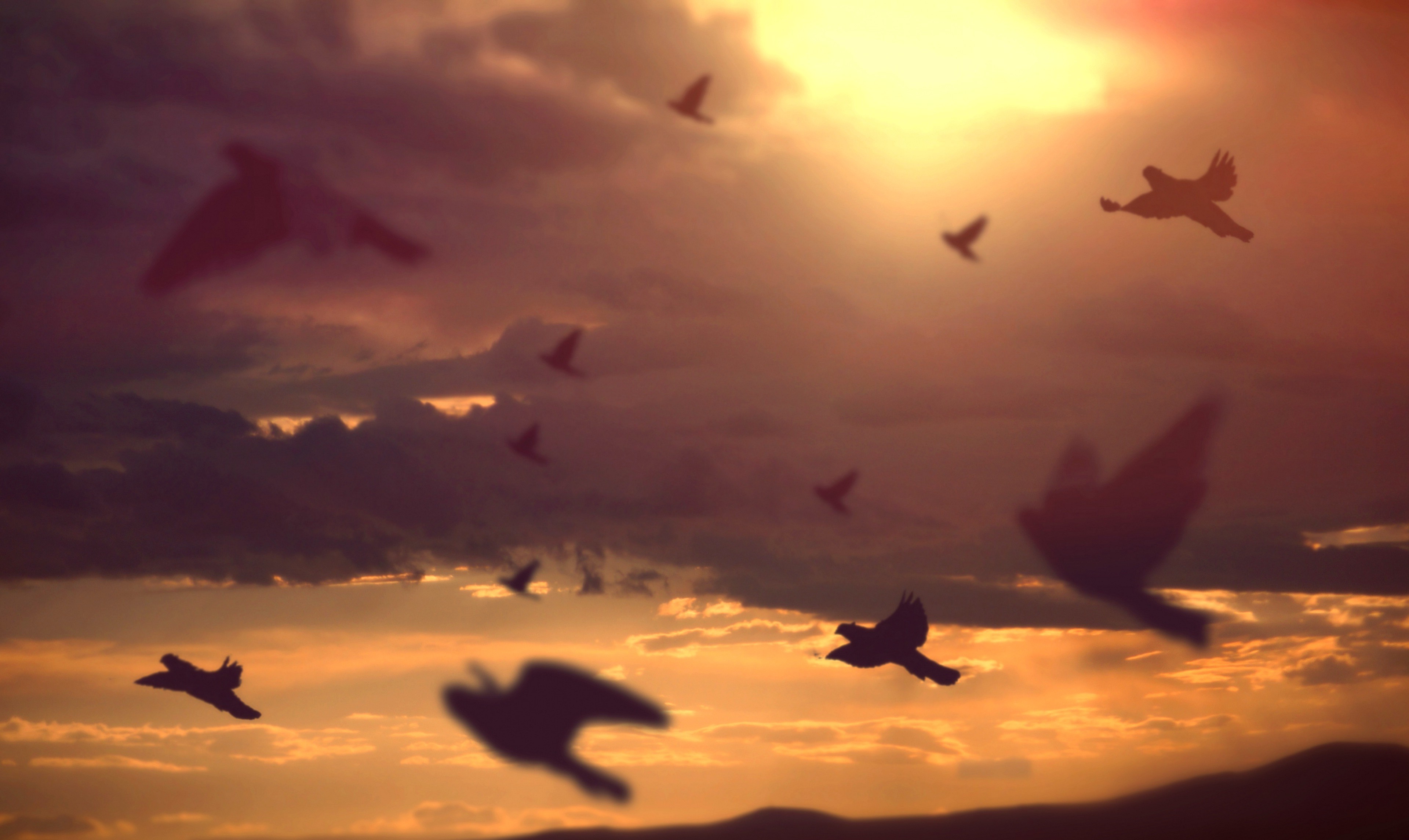 桌面上的壁纸日光 鸟类 日落