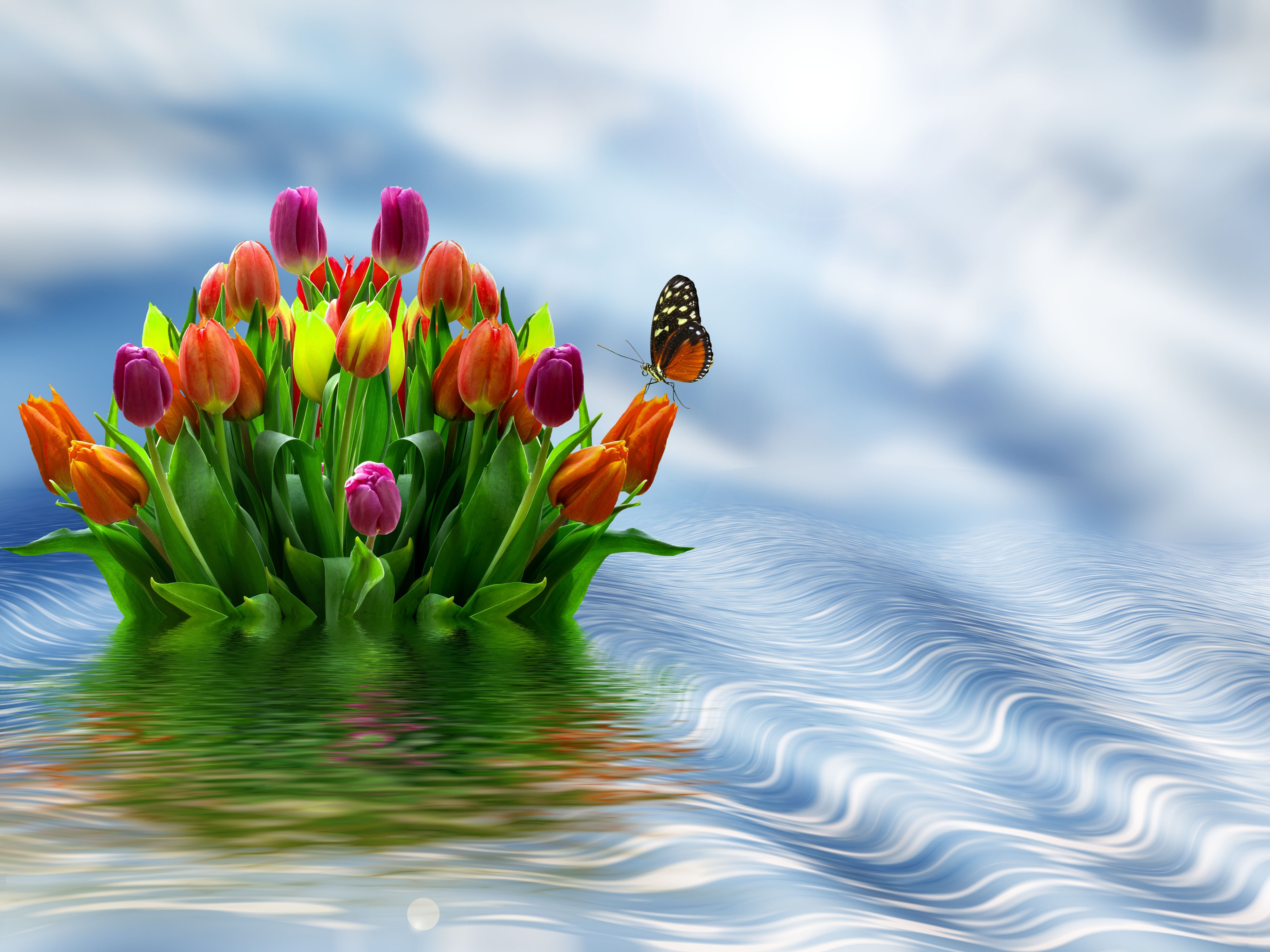 Wallpapers tulips bouquet water on the desktop