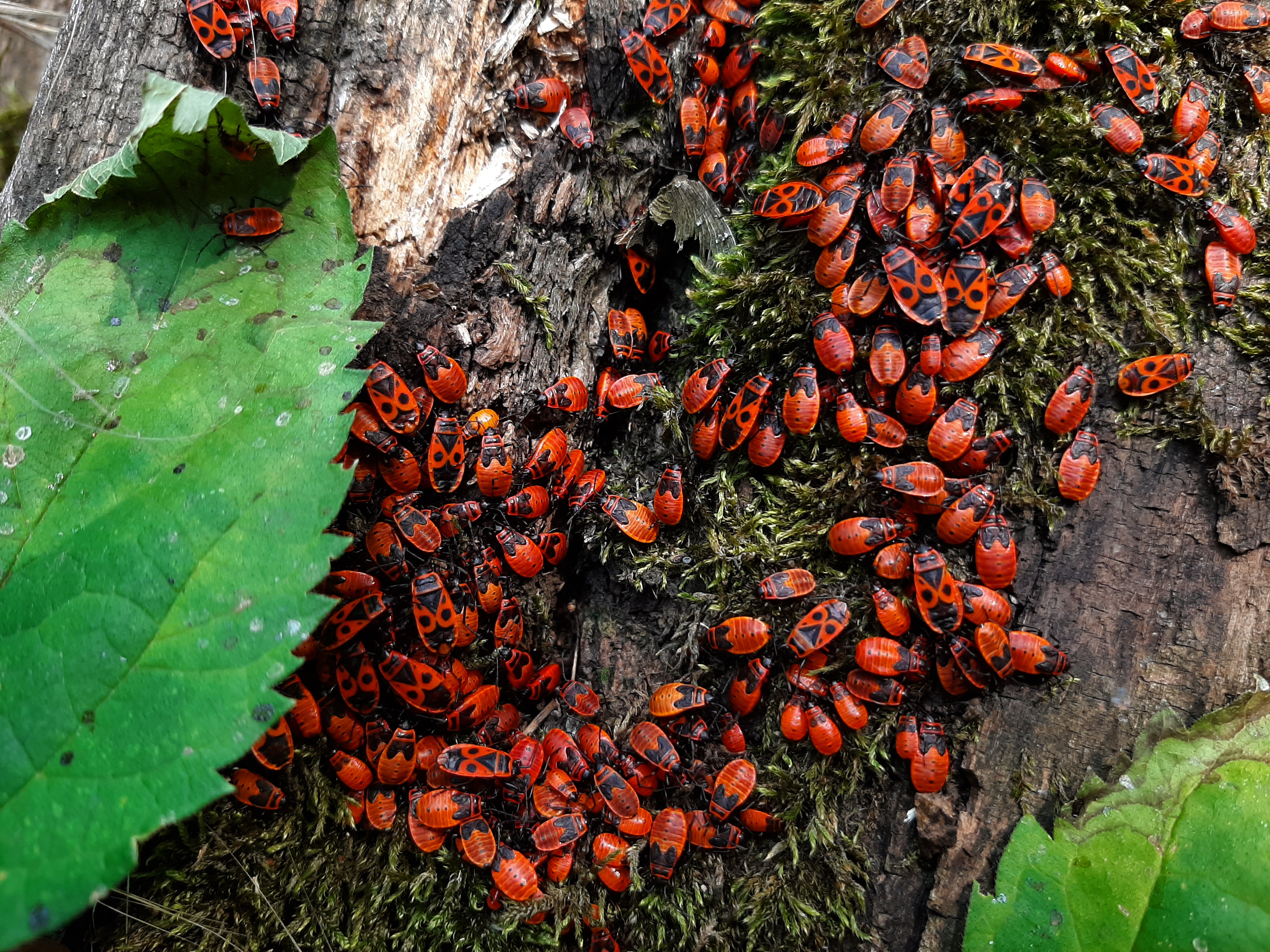 红甲虫的巢穴
