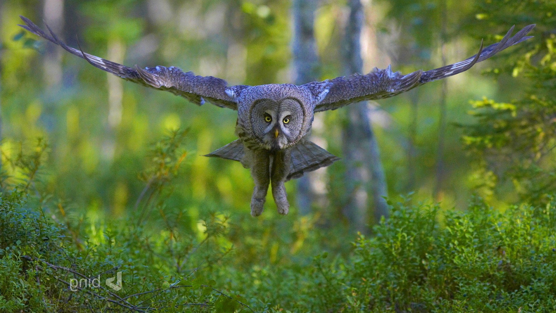 Free photo An owl flies low over the green branches