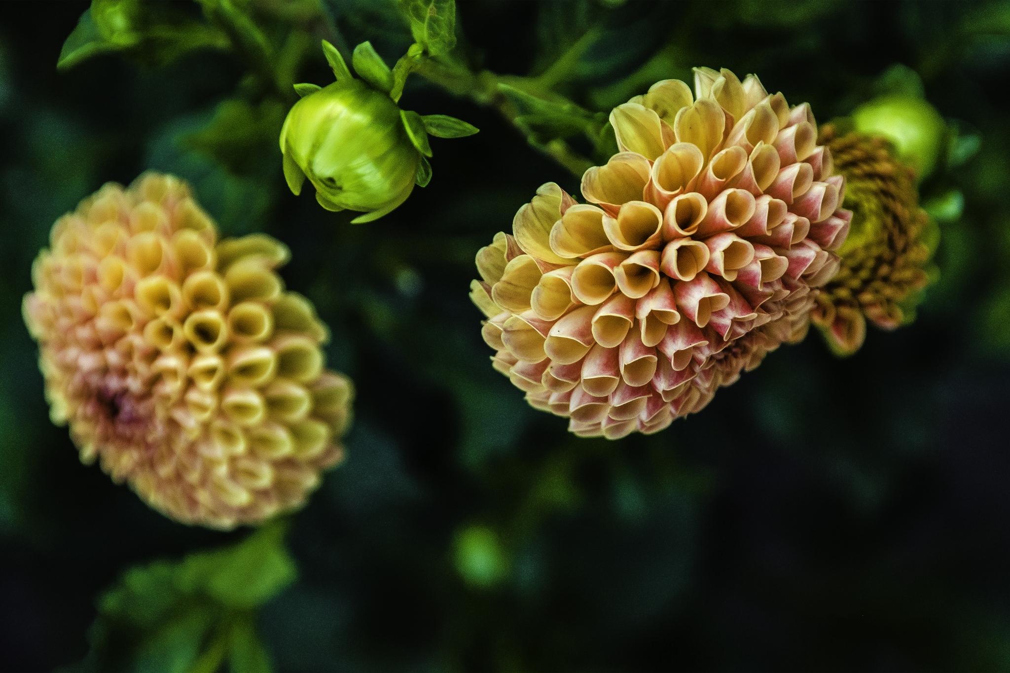 桌面上的壁纸洋甘菊 双花 鲜花