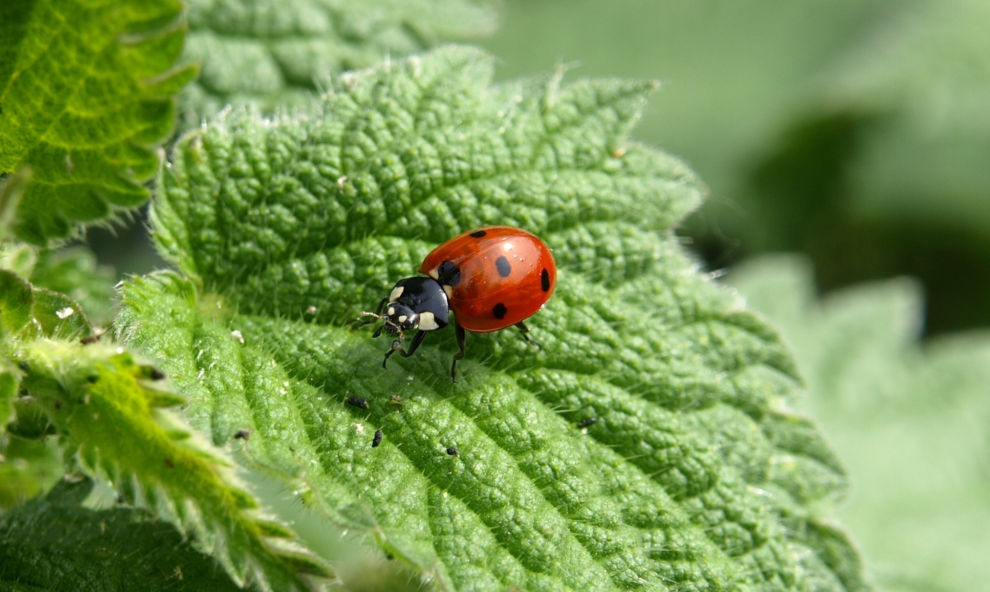 Free photo A ladybug on a nettle