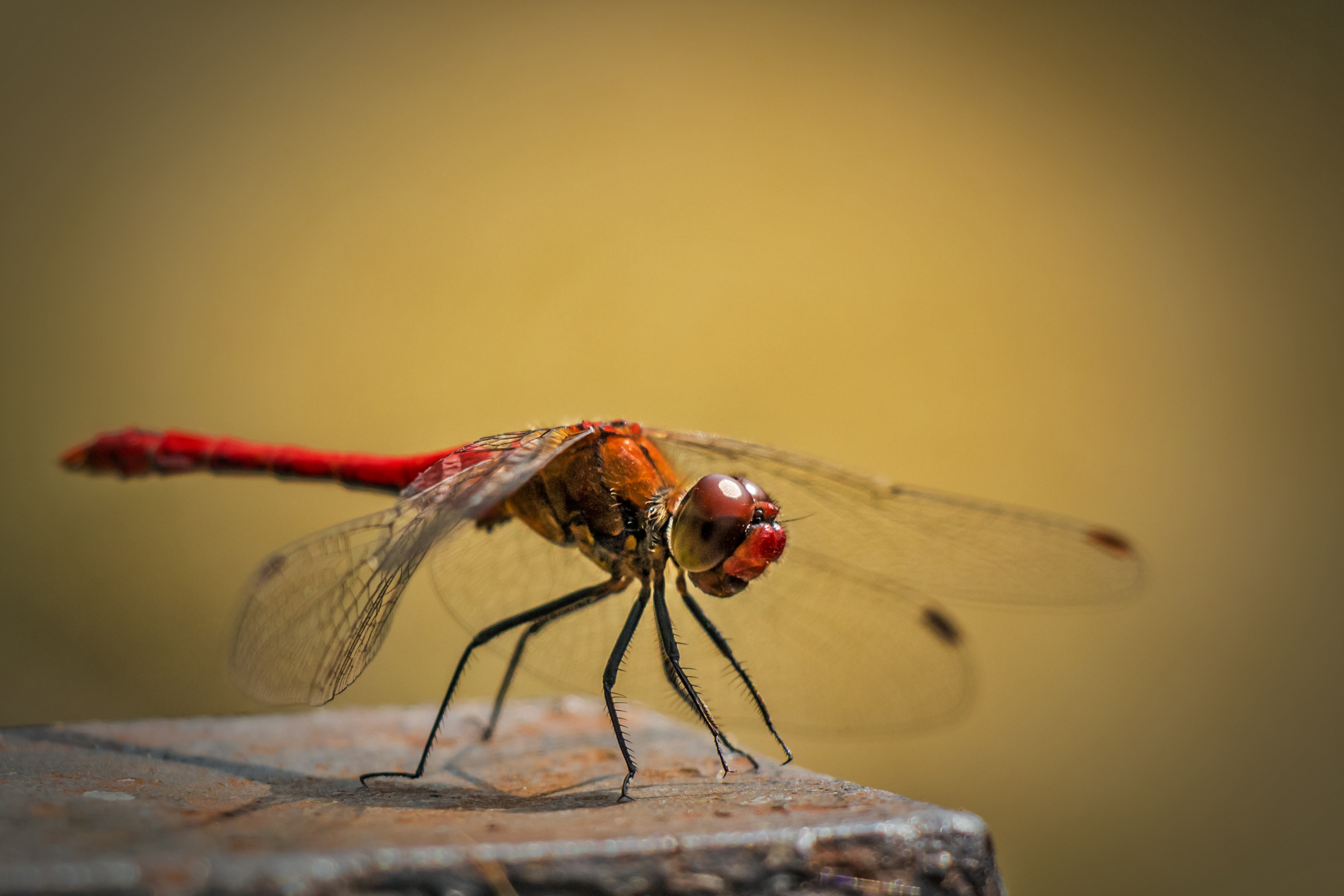Free photo Red dragonfly