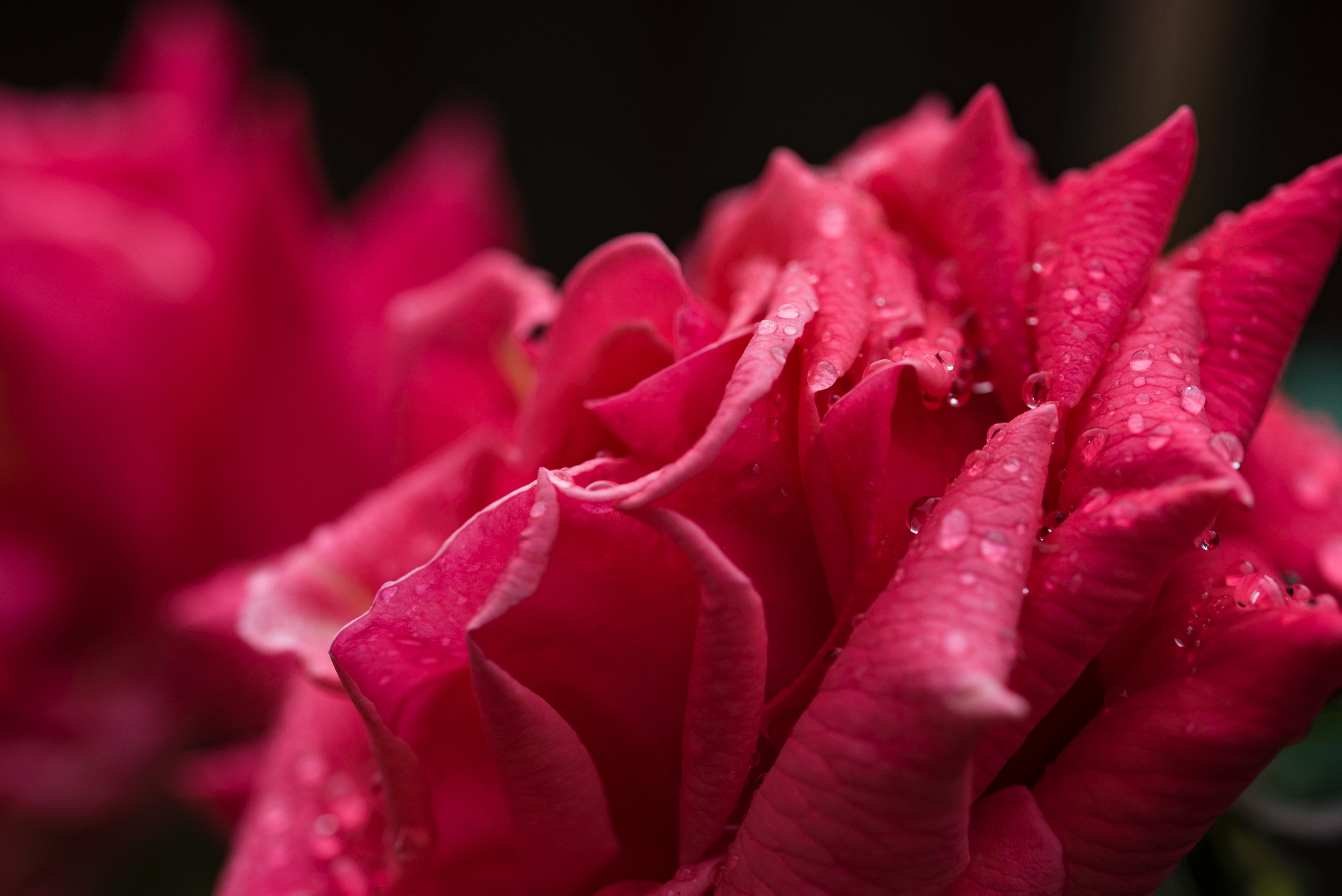 桌面上的壁纸玫瑰花瓣 宏观 水滴