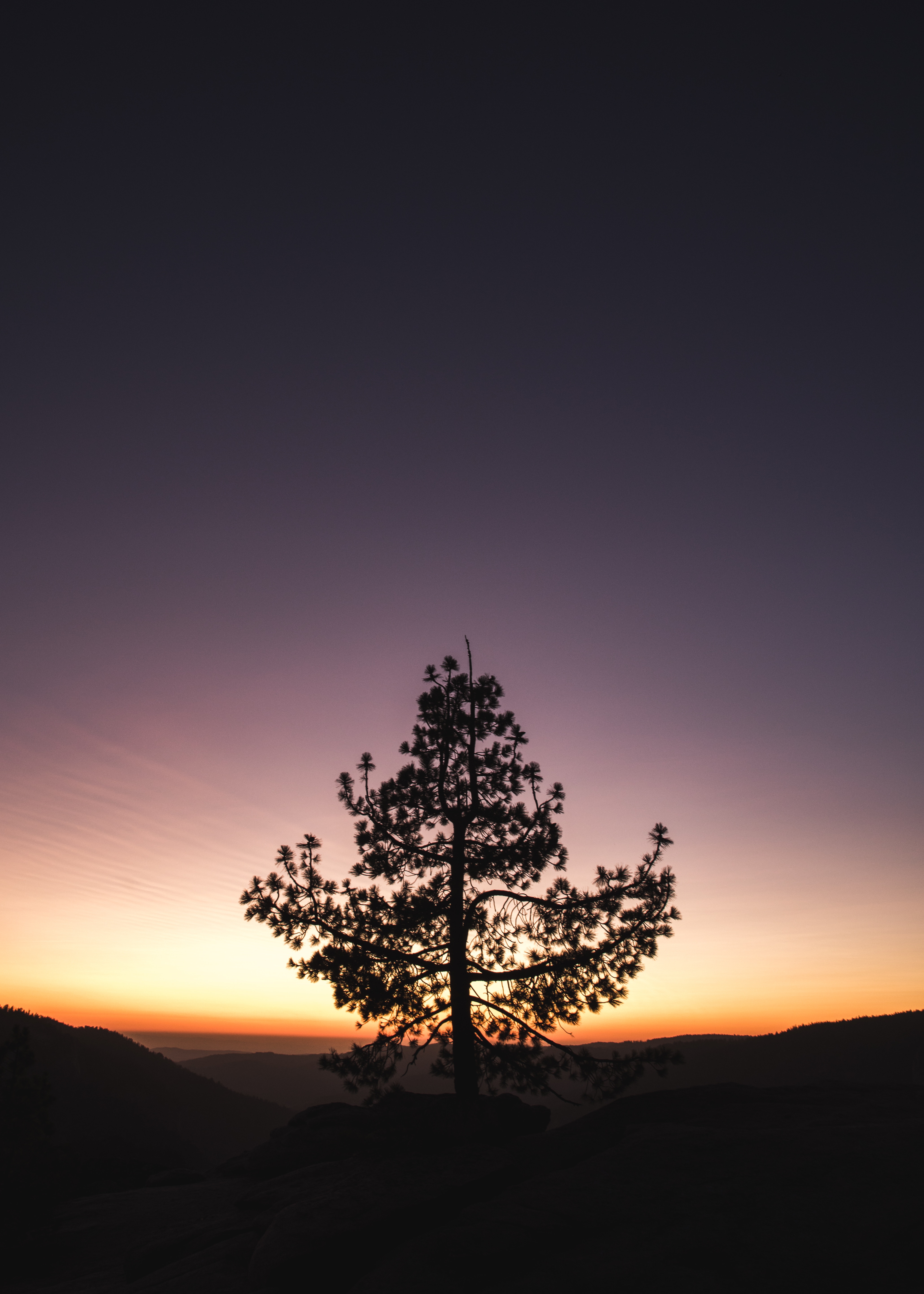 Wallpapers tree sunset horizon on the desktop