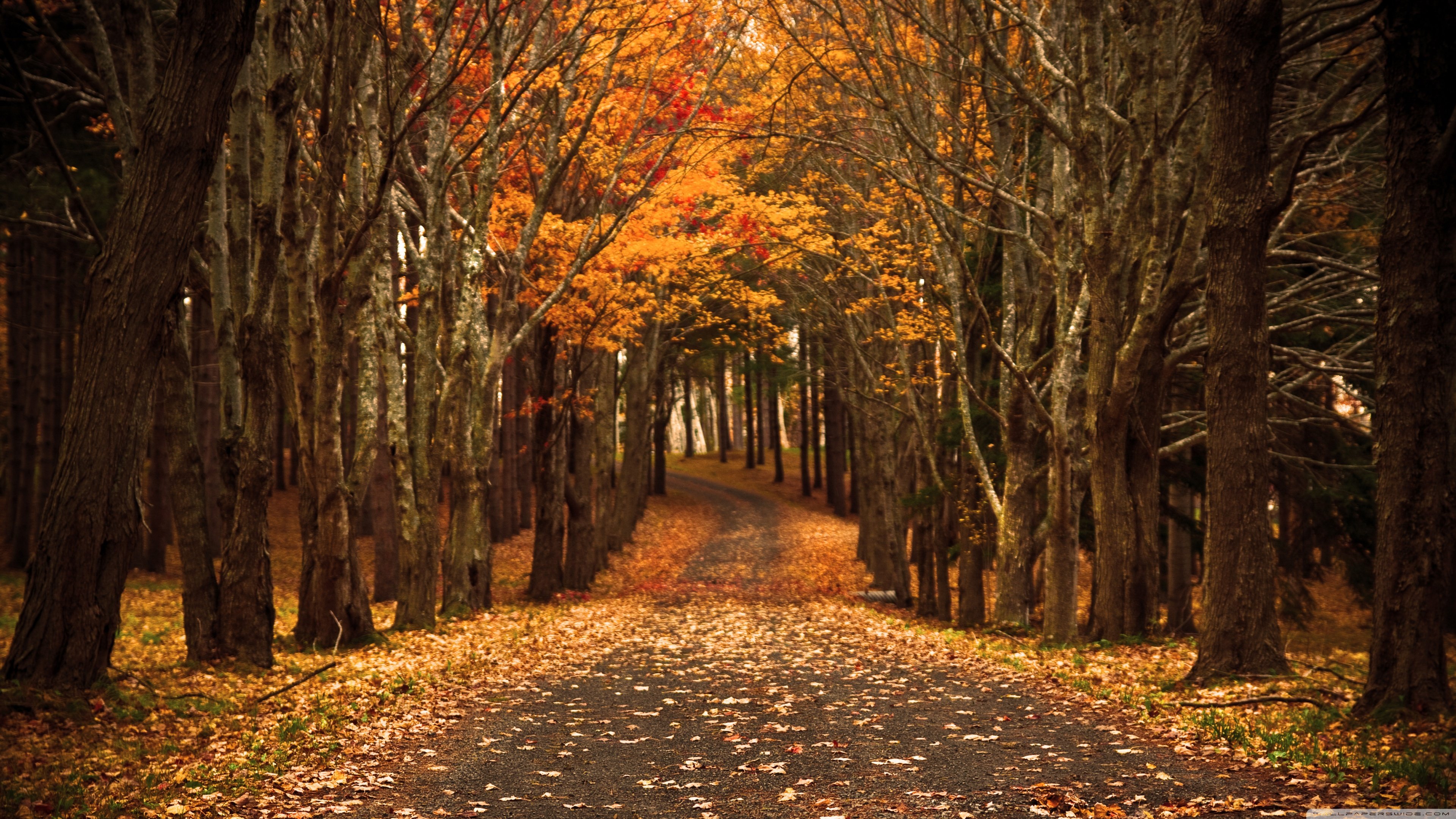 Wallpapers autumn beauty forest on the desktop