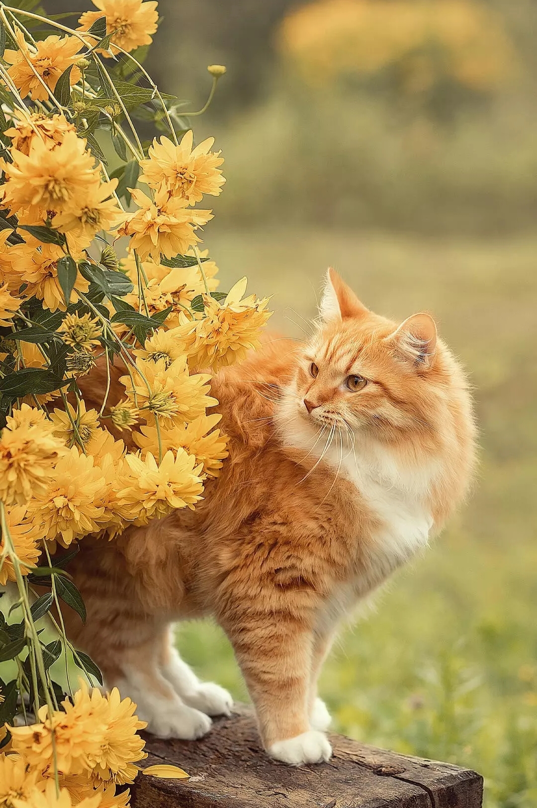 Бесплатное фото Рыжий пушистый кот возле куста с желтыми цветами.