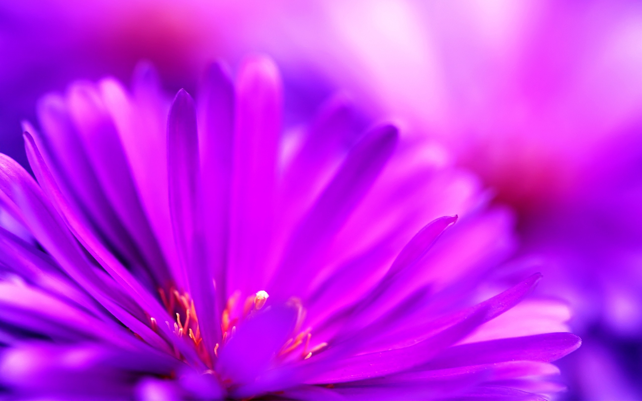 Wallpapers flowers Wallpaper on the desktop