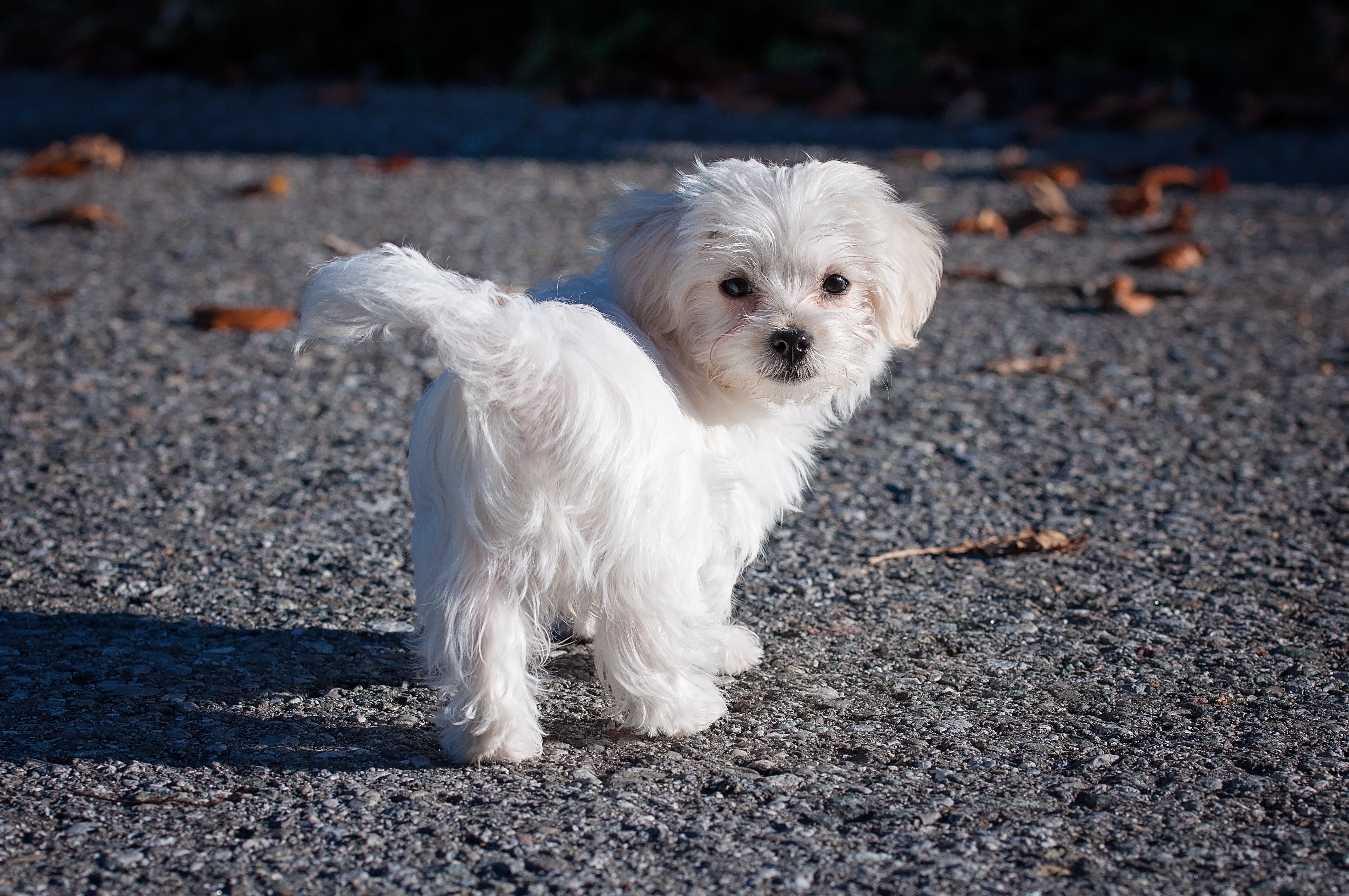 Free photo Havana bichon white