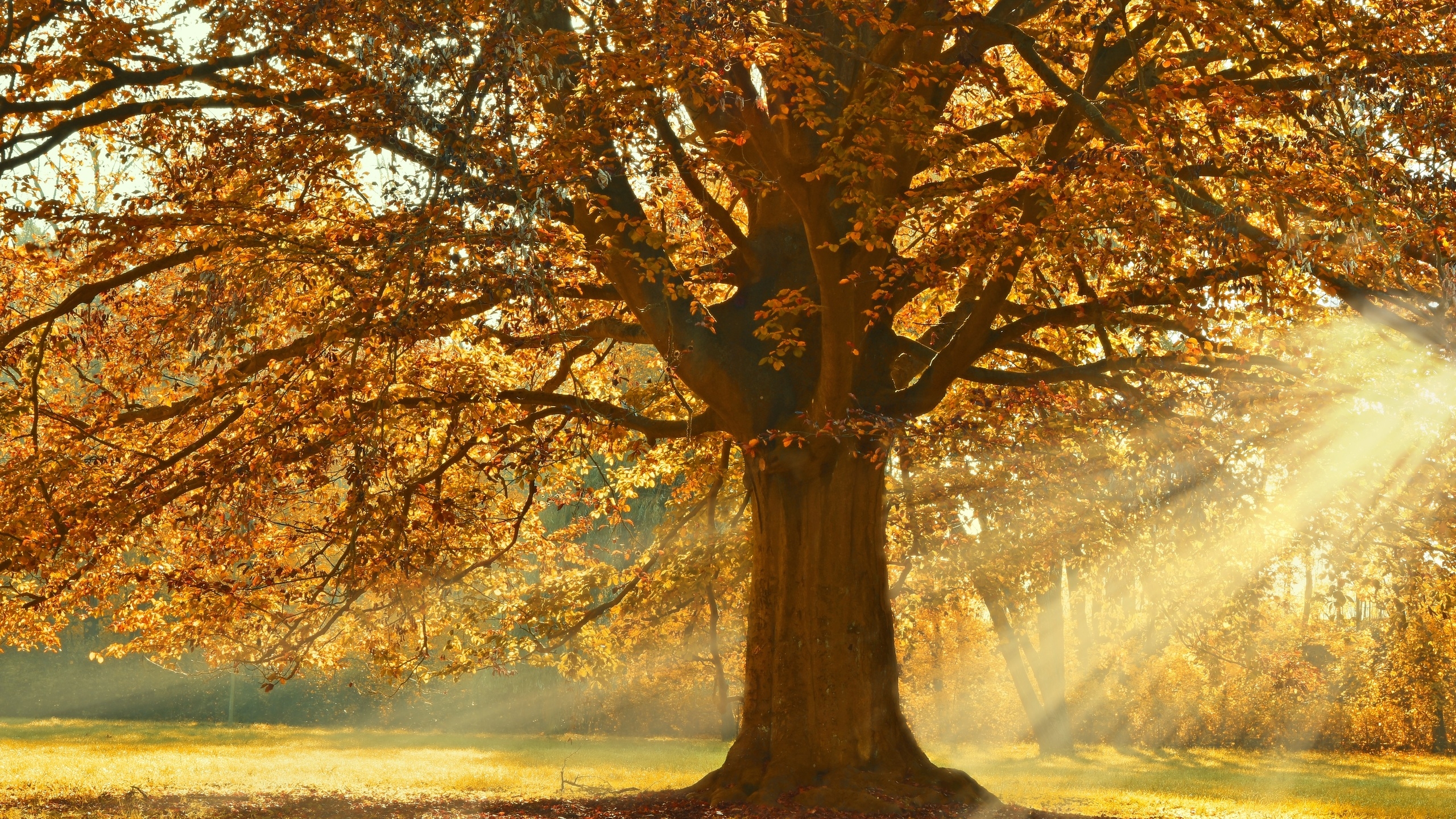 免费照片清晨的阳光照亮了公园里一棵秋天的落叶树