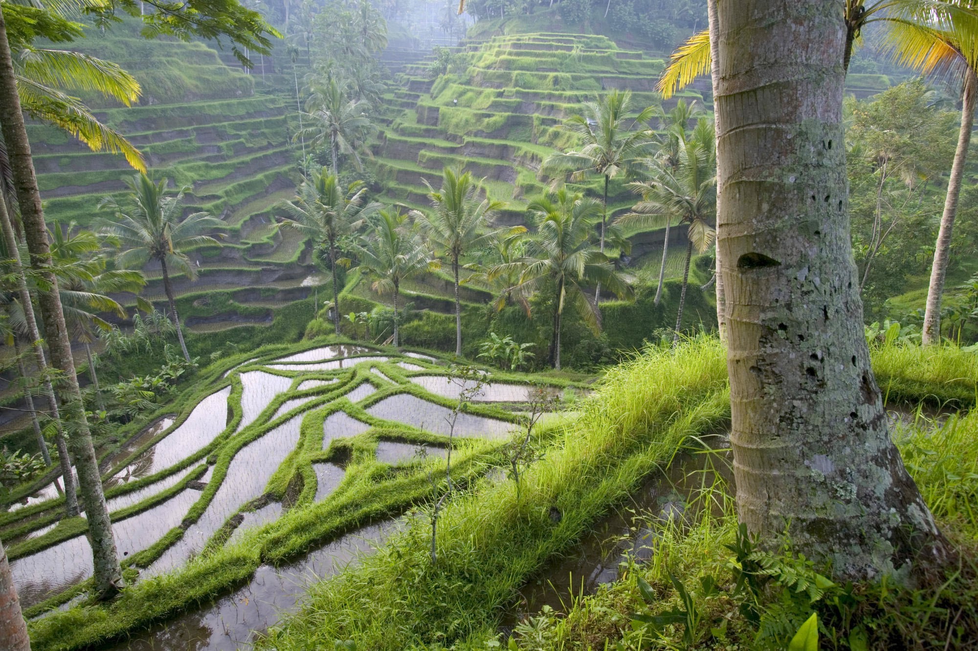 Wallpapers landscape forest field on the desktop