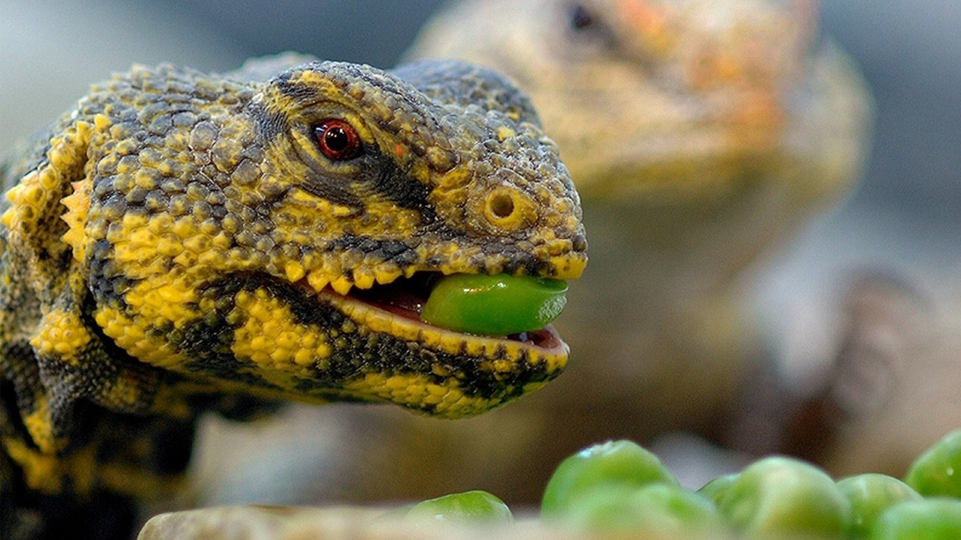 Wallpapers nature lizards green on the desktop