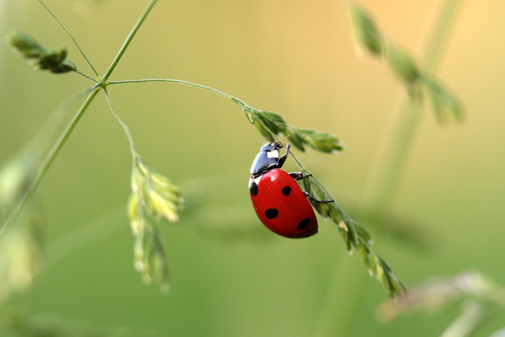 免费照片一只瓢虫在草叶上爬行。