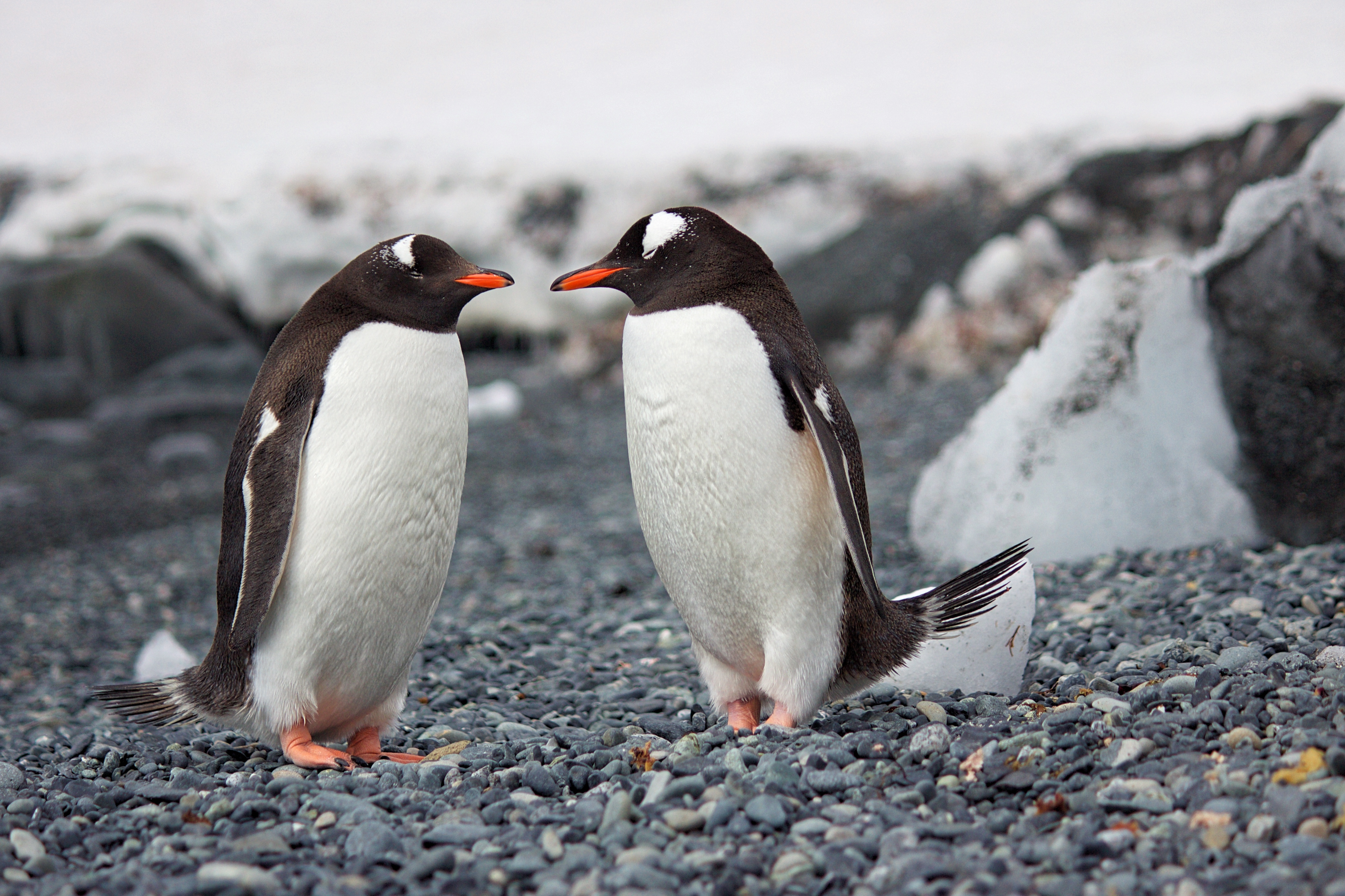 海滩上的两只企鹅