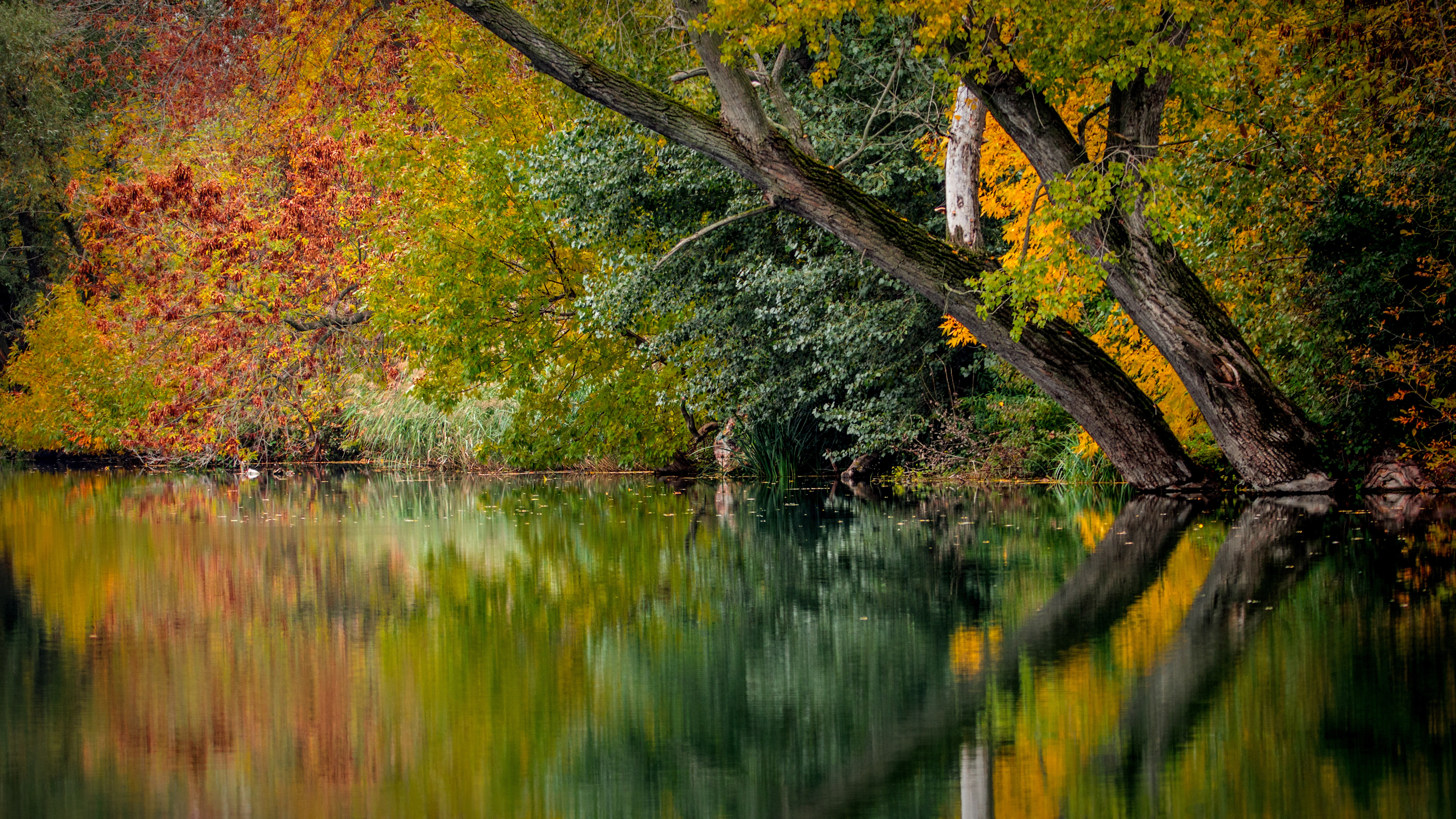 Free photo Wetlands in the fall woods