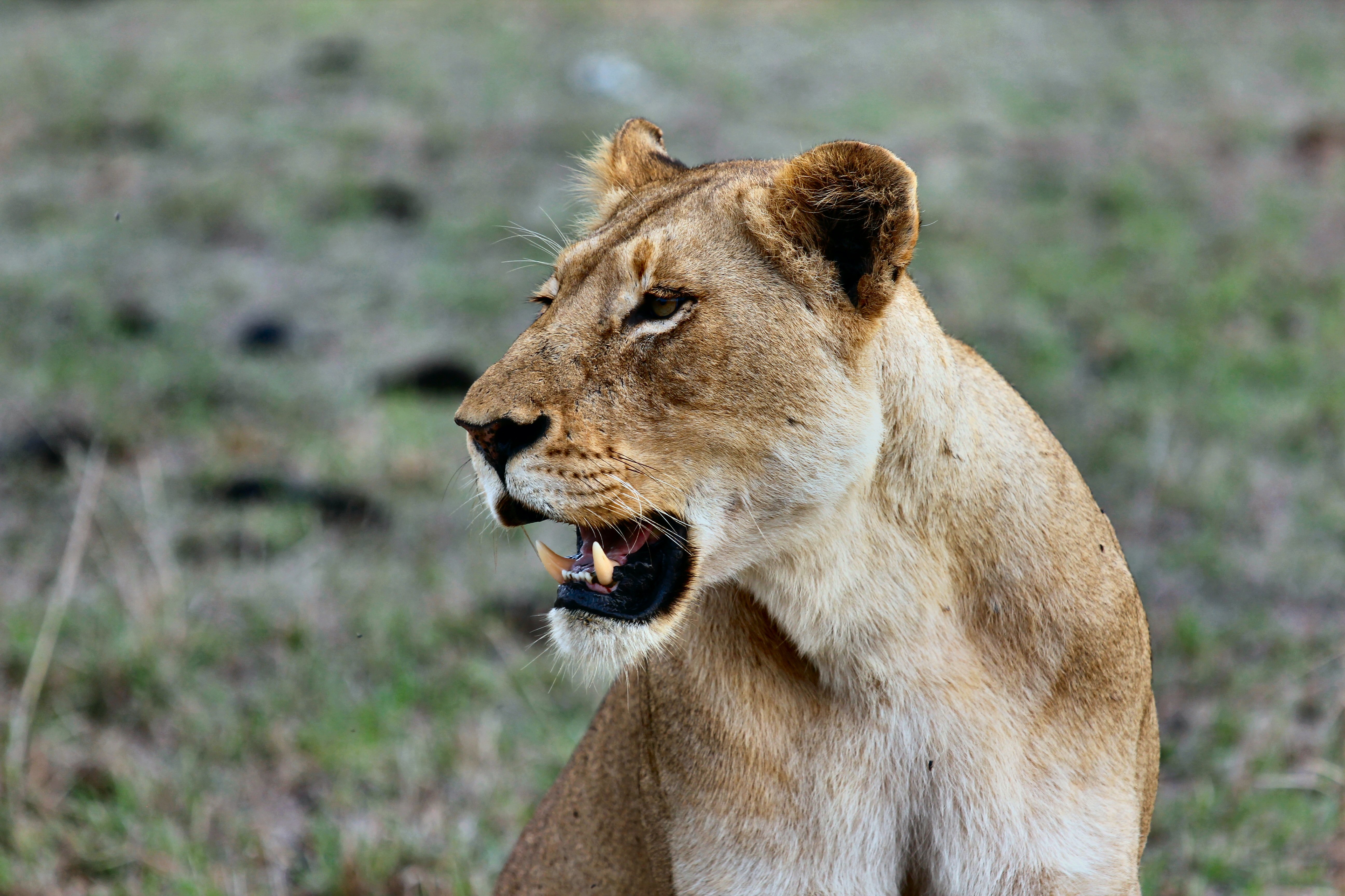 The lioness decided to catch her breath after chasing the antelope