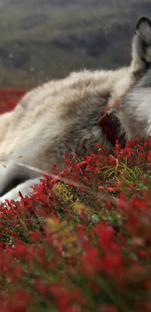 Бесплатное фото Волк лежит на цветах